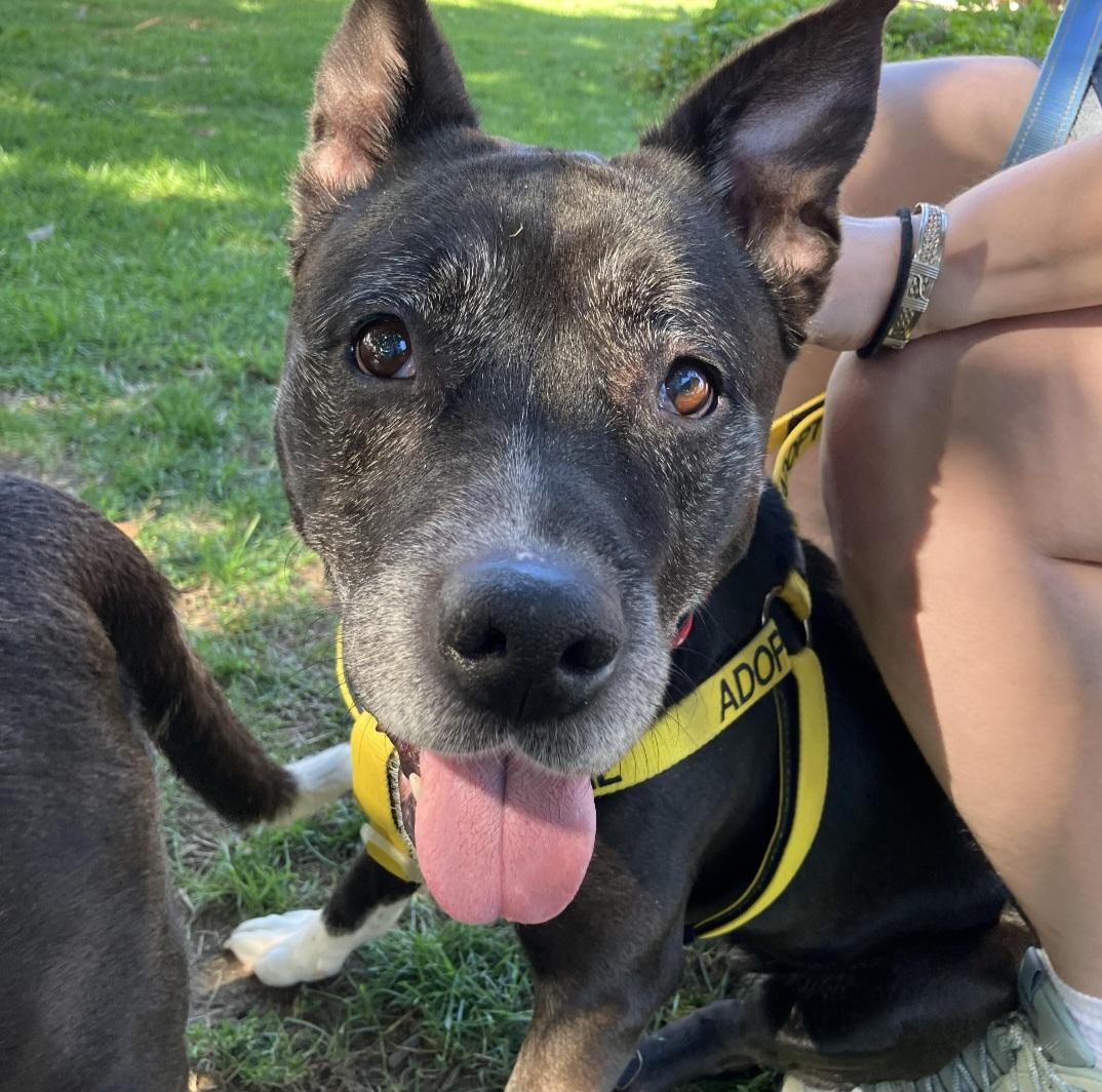 BOOTSY AND BETTY (BONDED SENIOR SISTERS), a Adoptable mixed breed in Staten Island, NY image 2/5