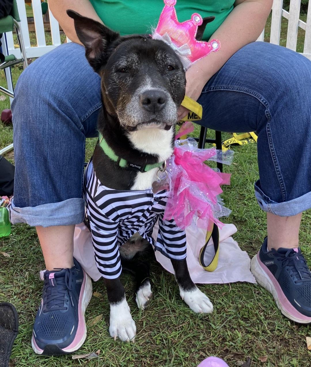 BOOTSY AND BETTY (BONDED SENIOR SISTERS), a Adoptable mixed breed in Staten Island, NY image 5/5
