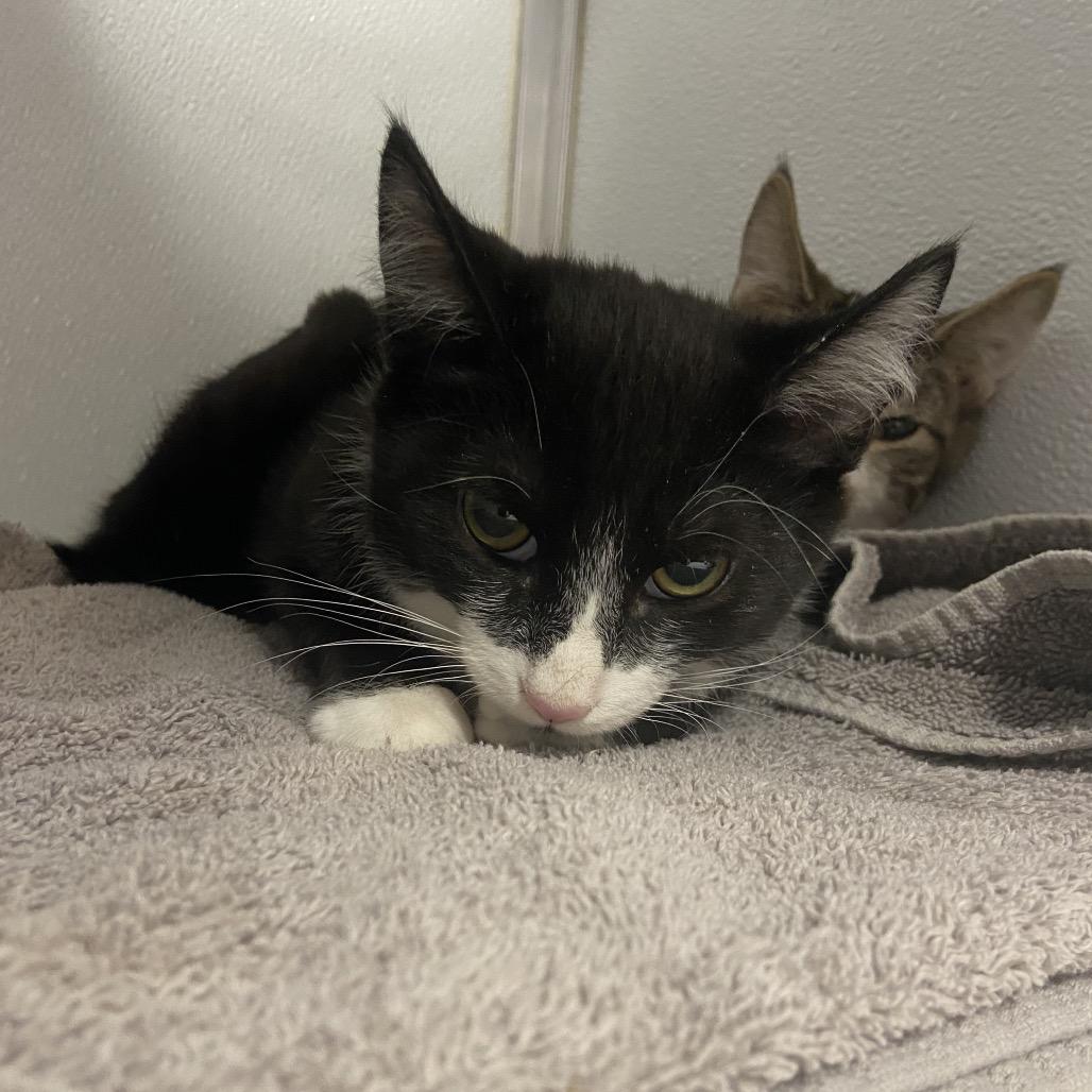 Bauhaus, Adoptable, Kitten Male Domestic Short Hair.