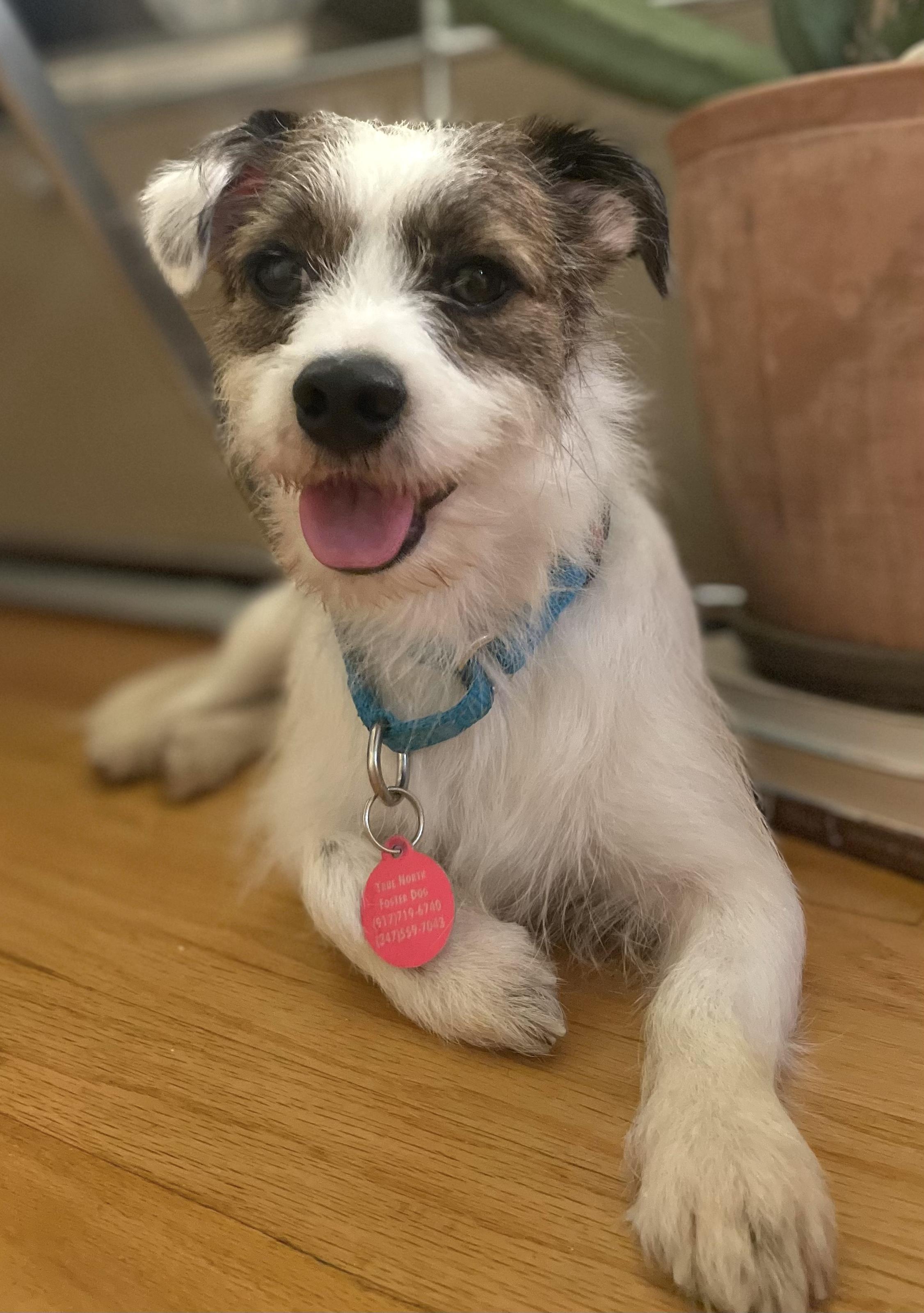 Gordo