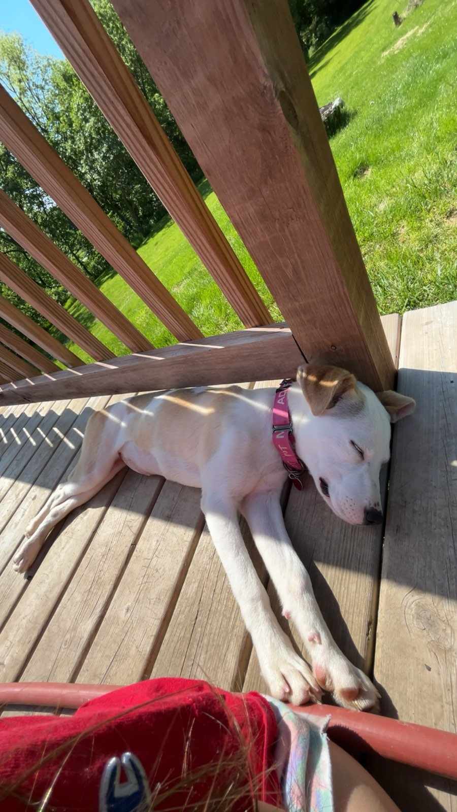 Dog for adoption Minnie, a Husky in Plattsmouth, NE Petfinder