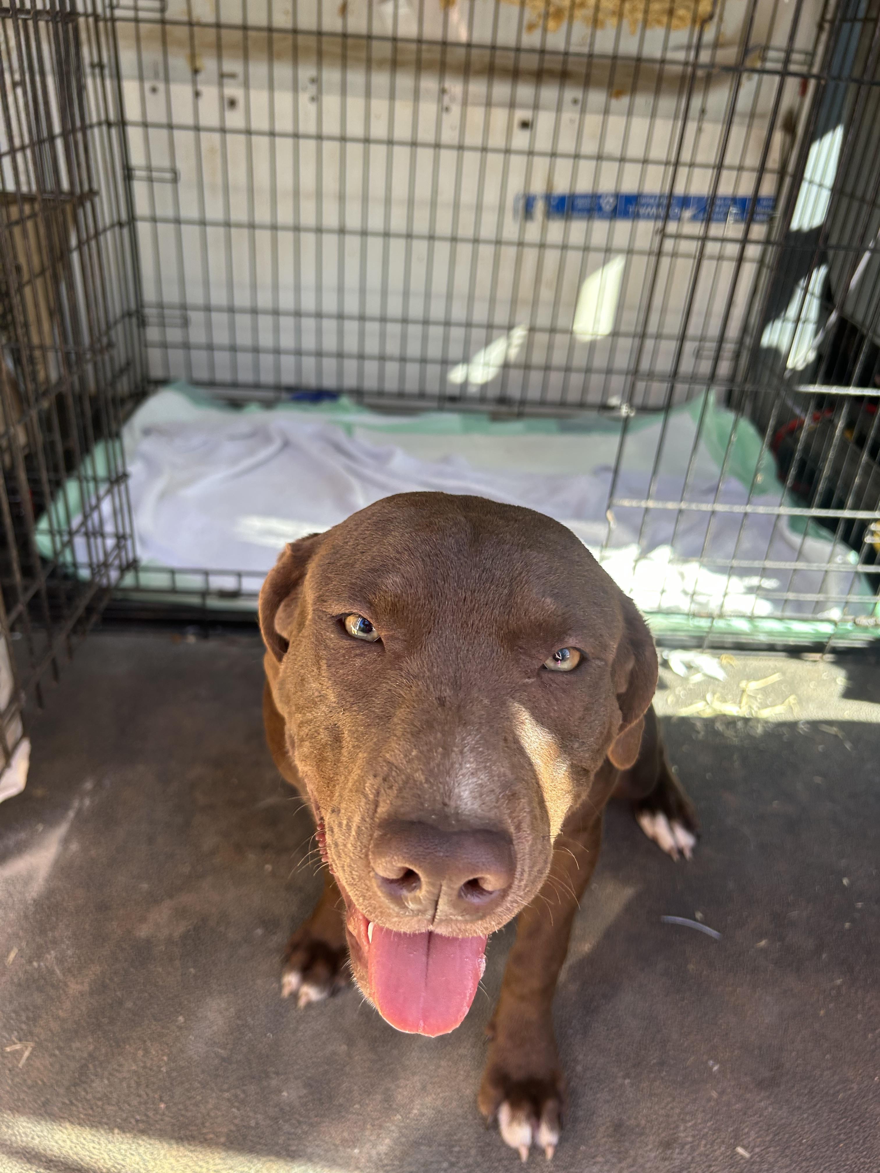 Enlarge Darriah, a Adoptable mixed breed in Springfield, IL image 2/4