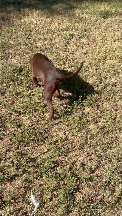 Enlarge Darriah, a Adoptable mixed breed in Springfield, IL video 4/4
