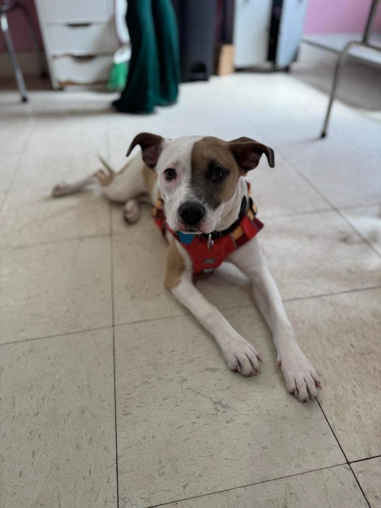 Suka, Adoptable, Puppy Female Mixed Breed.