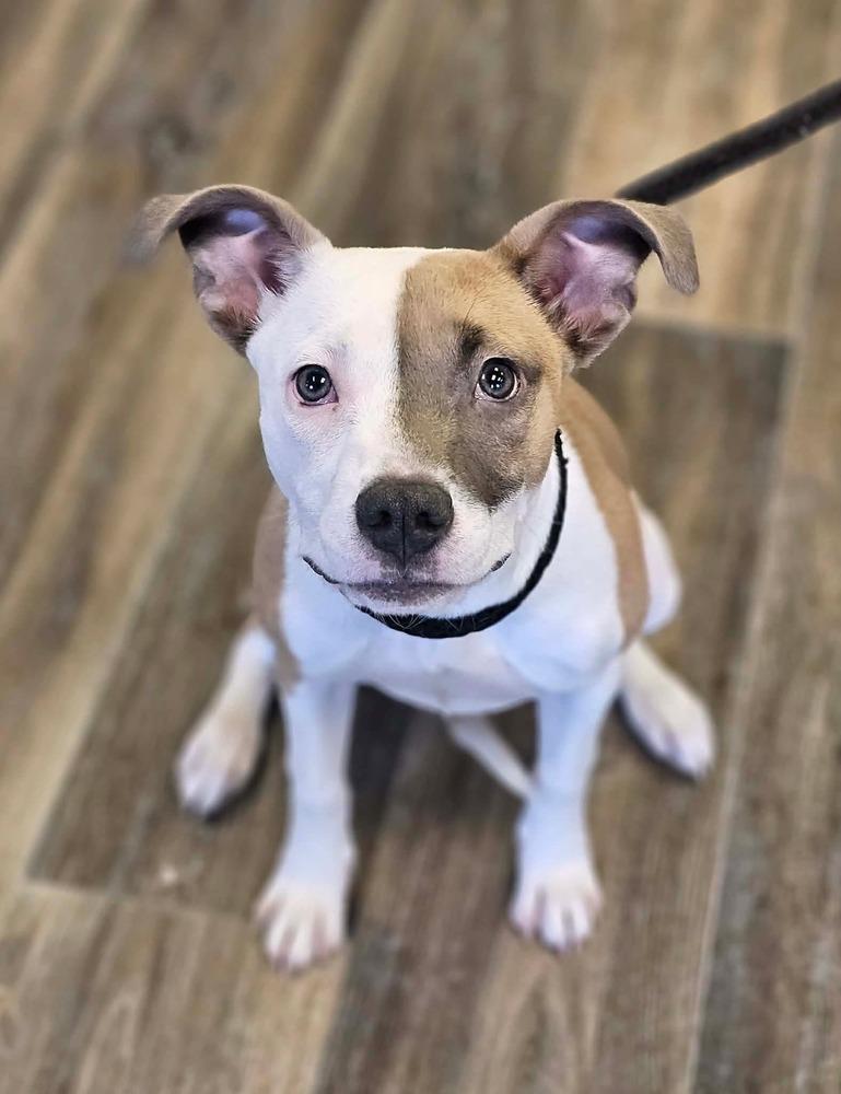 Enlarge Suka, a Adoptable mixed breed in Saginaw, MI image 2/6