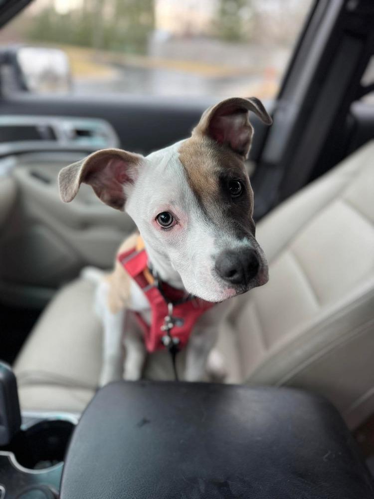 Enlarge Suka, a Adoptable mixed breed in Saginaw, MI image 3/6