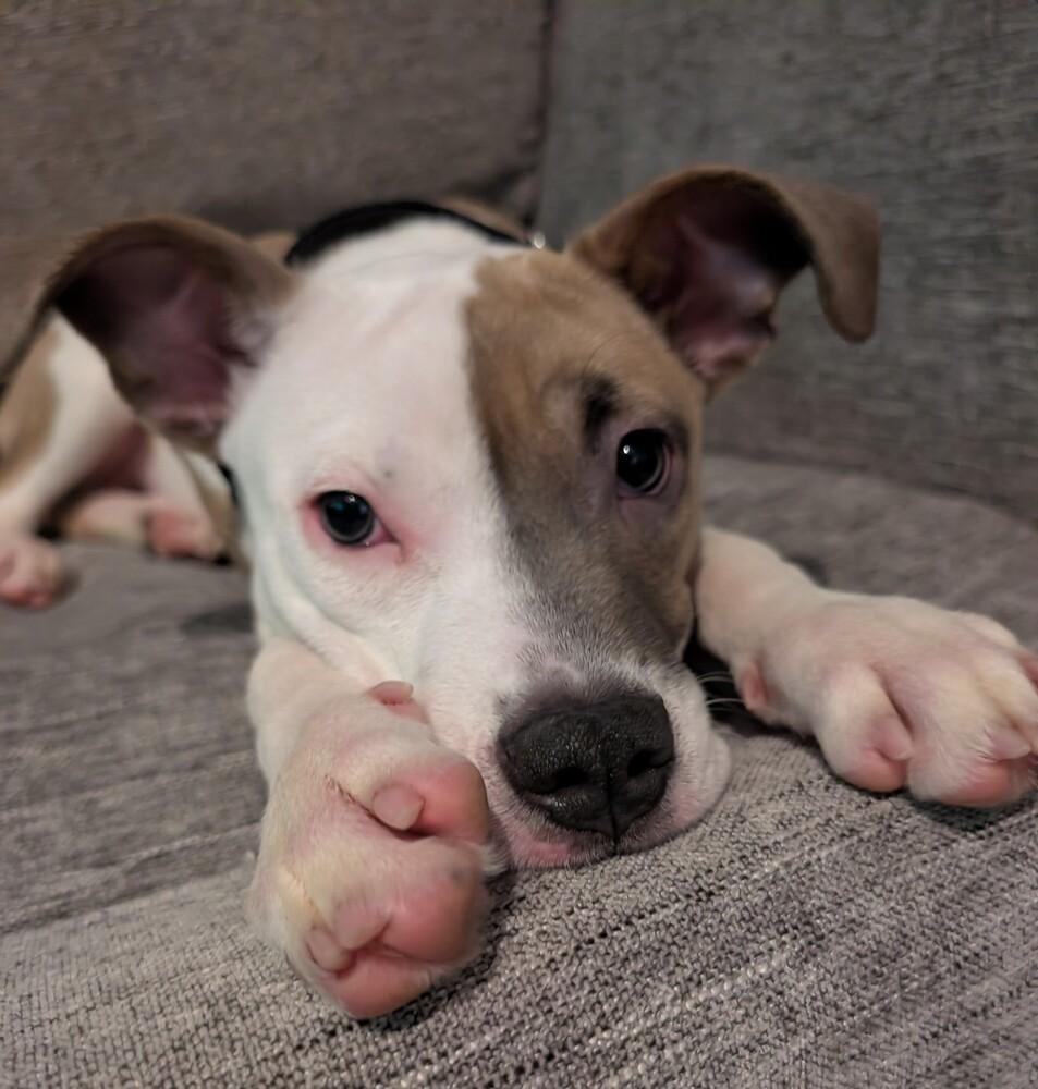 Enlarge Suka, a Adoptable mixed breed in Saginaw, MI image 4/6