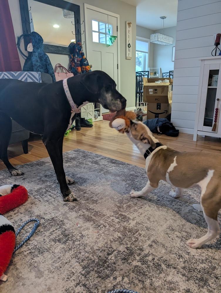 Enlarge Suka, a Adoptable mixed breed in Saginaw, MI image 5/6