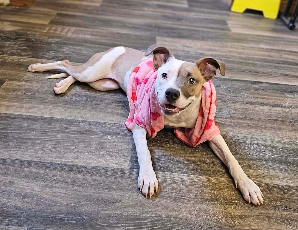 Enlarge Suka, a Adoptable mixed breed in Saginaw, MI image 6/6