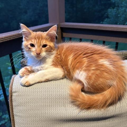 Butterbean, a Adoptable Domestic Long Hair in Winston-Salem, NC image 1/5