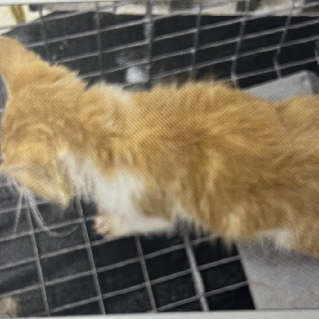 Butterbean, a Adoptable Domestic Long Hair in Winston-Salem, NC image 2/5