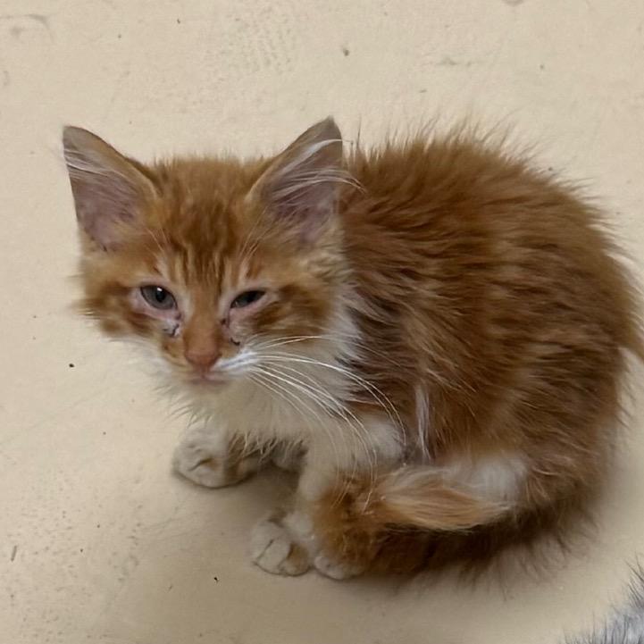 Butterbean, a Adoptable Domestic Long Hair in Winston-Salem, NC image 3/5