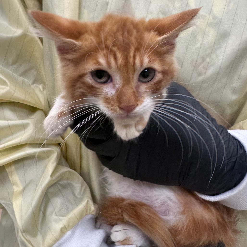Butterbean, a Adoptable Domestic Long Hair in Winston-Salem, NC image 4/5
