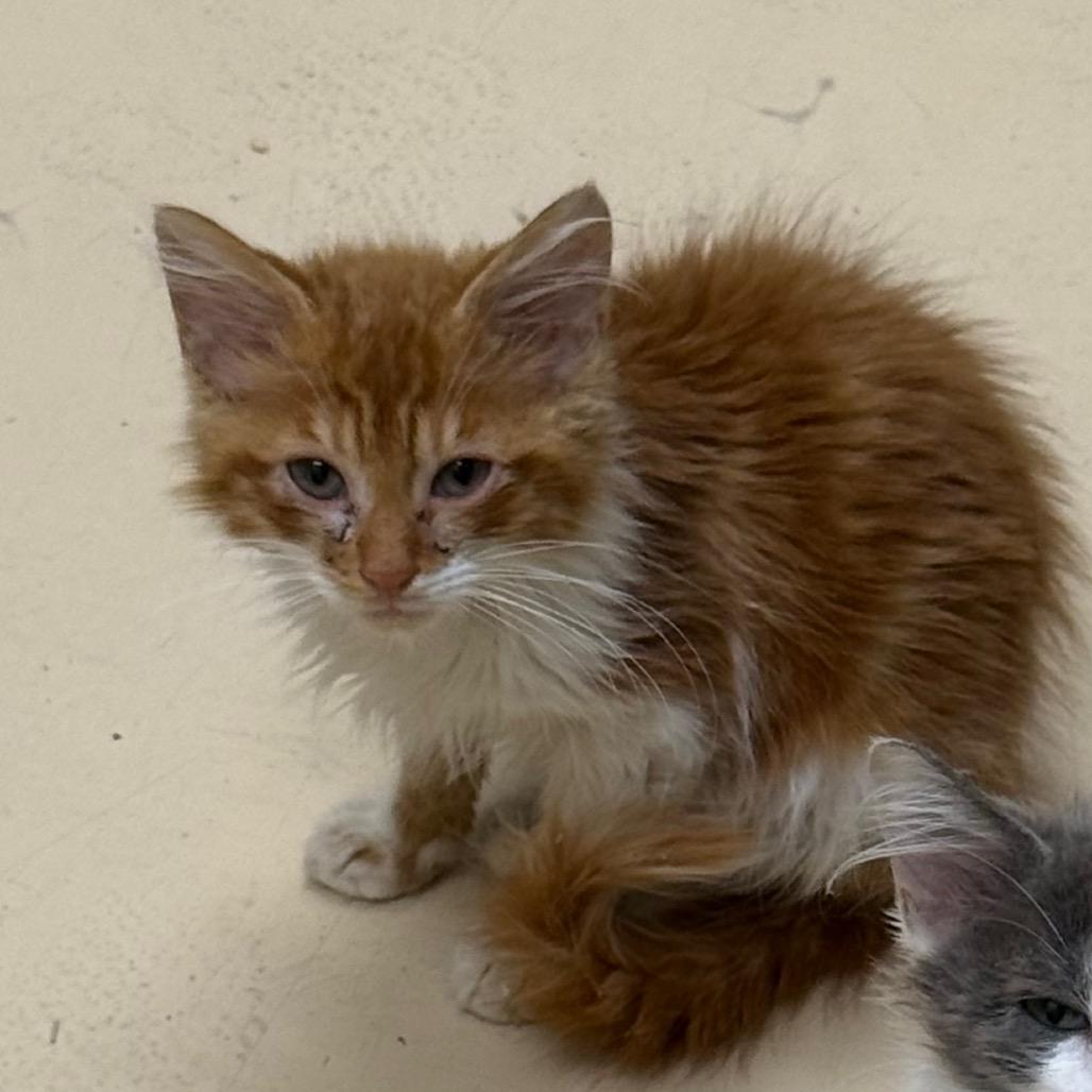 Butterbean, a Adoptable Domestic Long Hair in Winston-Salem, NC image 5/5