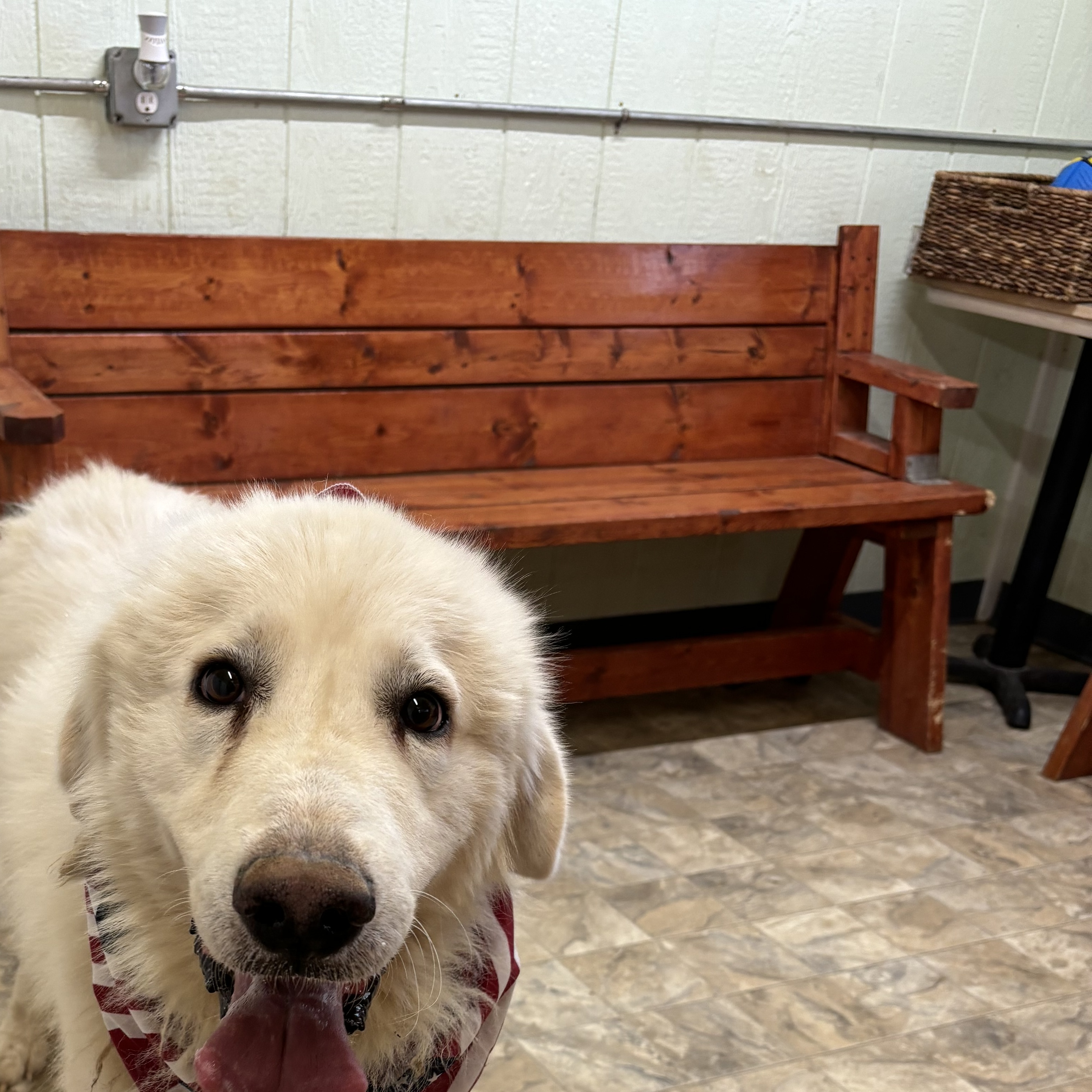 Dog for adoption Sunshine, a Great Pyrenees in Pilot Point, TX Petfinder