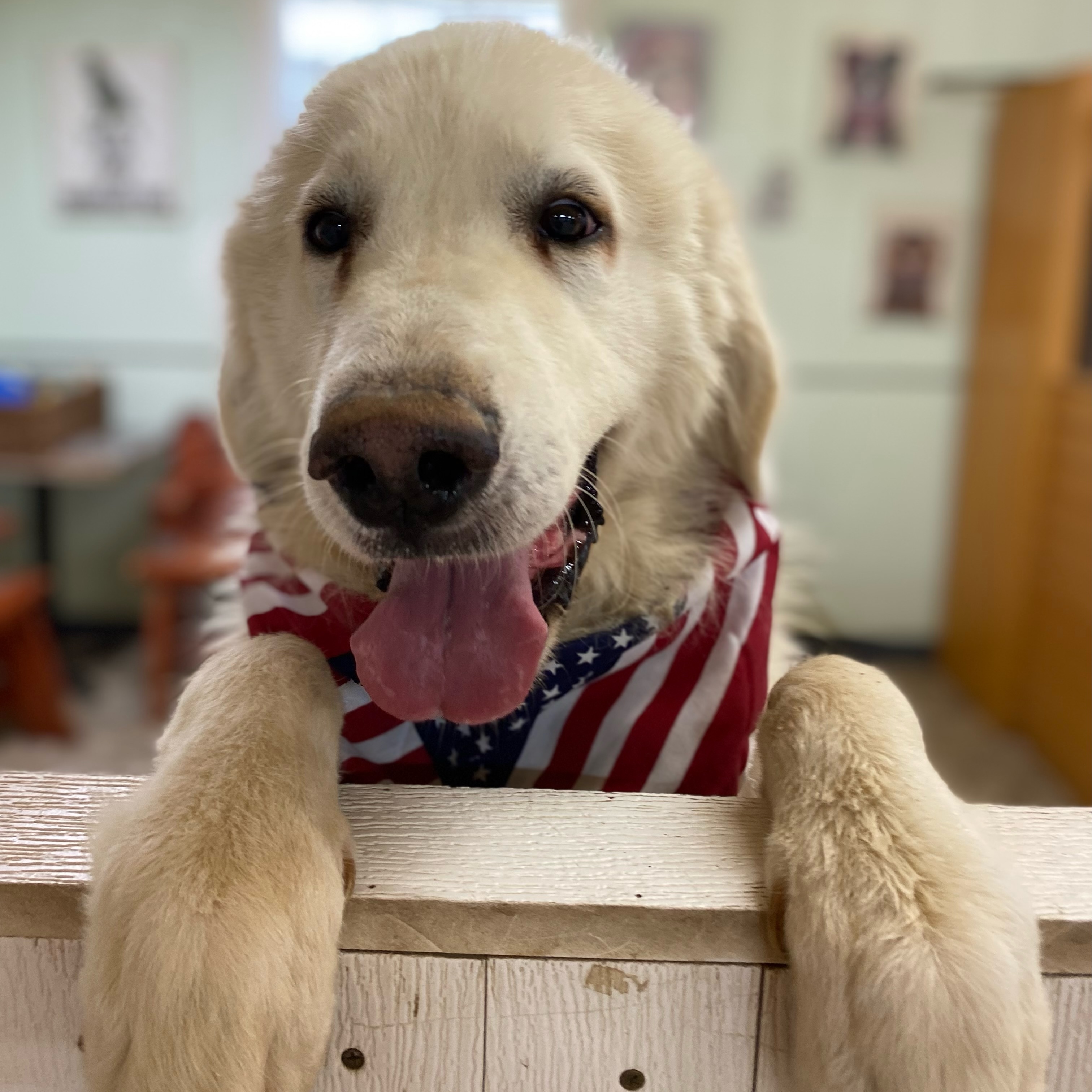 Dog for adoption Sunshine, a Great Pyrenees in Pilot Point, TX Petfinder