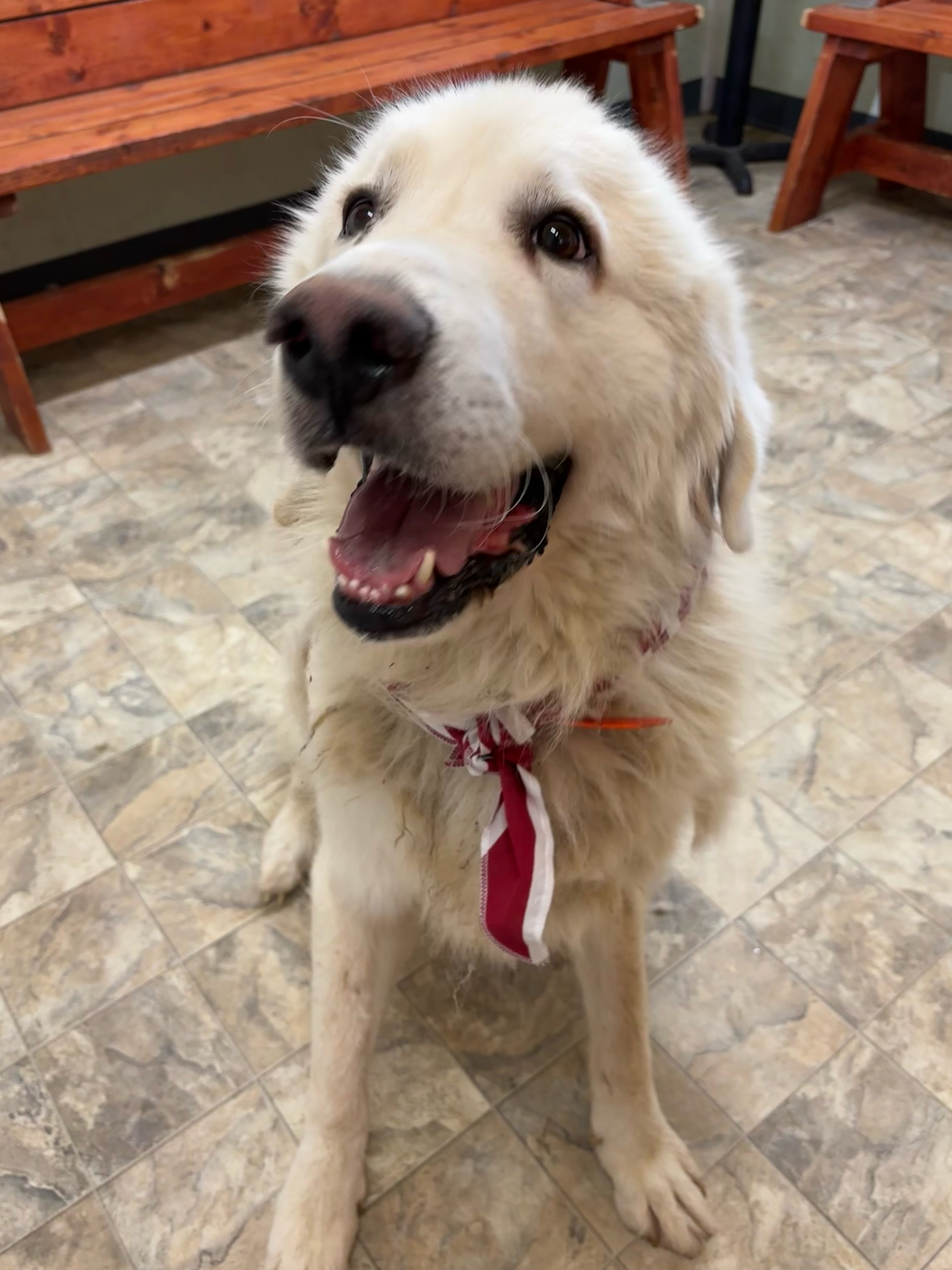 Dog for adoption Sunshine, a Great Pyrenees in Pilot Point, TX Petfinder