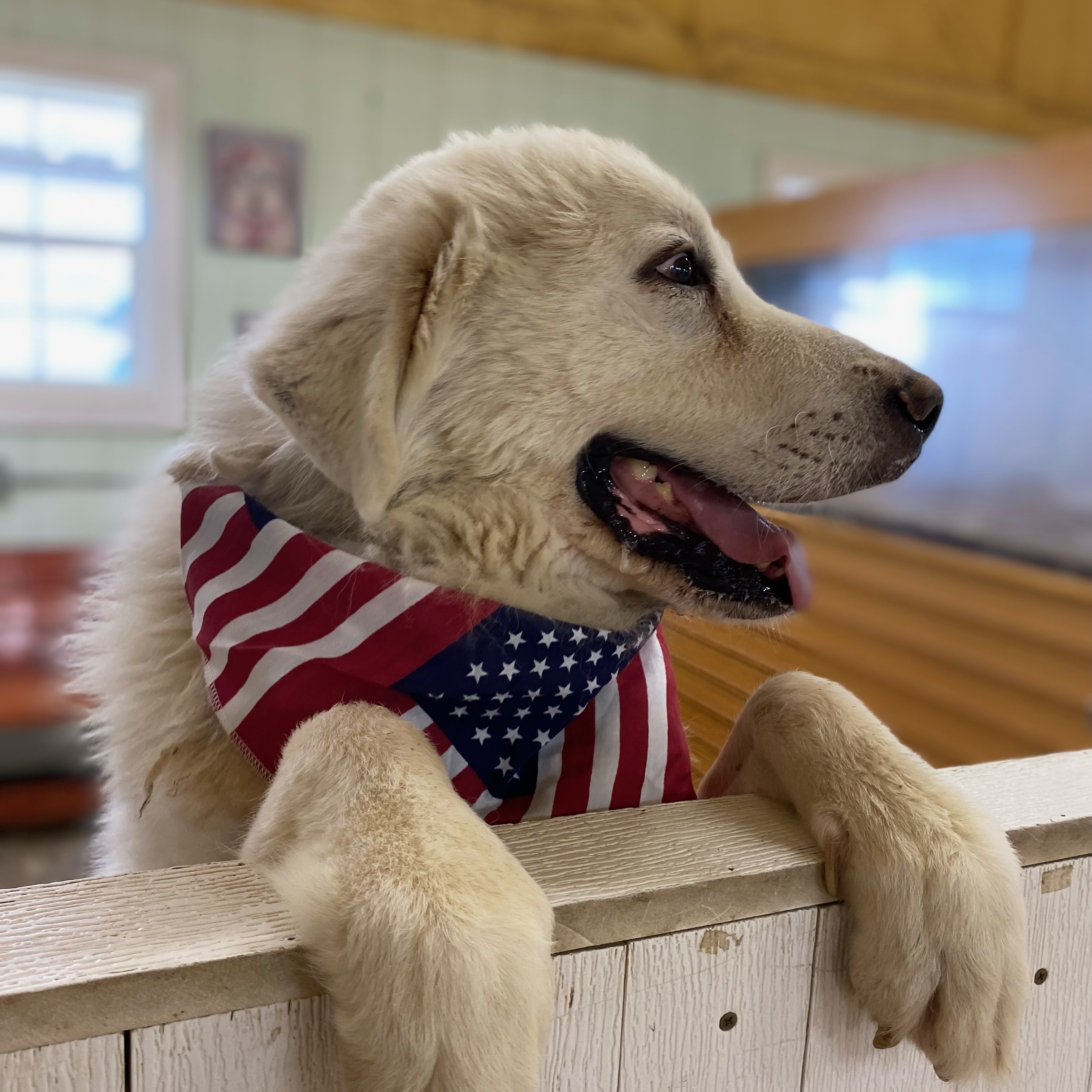 Dog for adoption Sunshine, a Great Pyrenees in Pilot Point, TX Petfinder