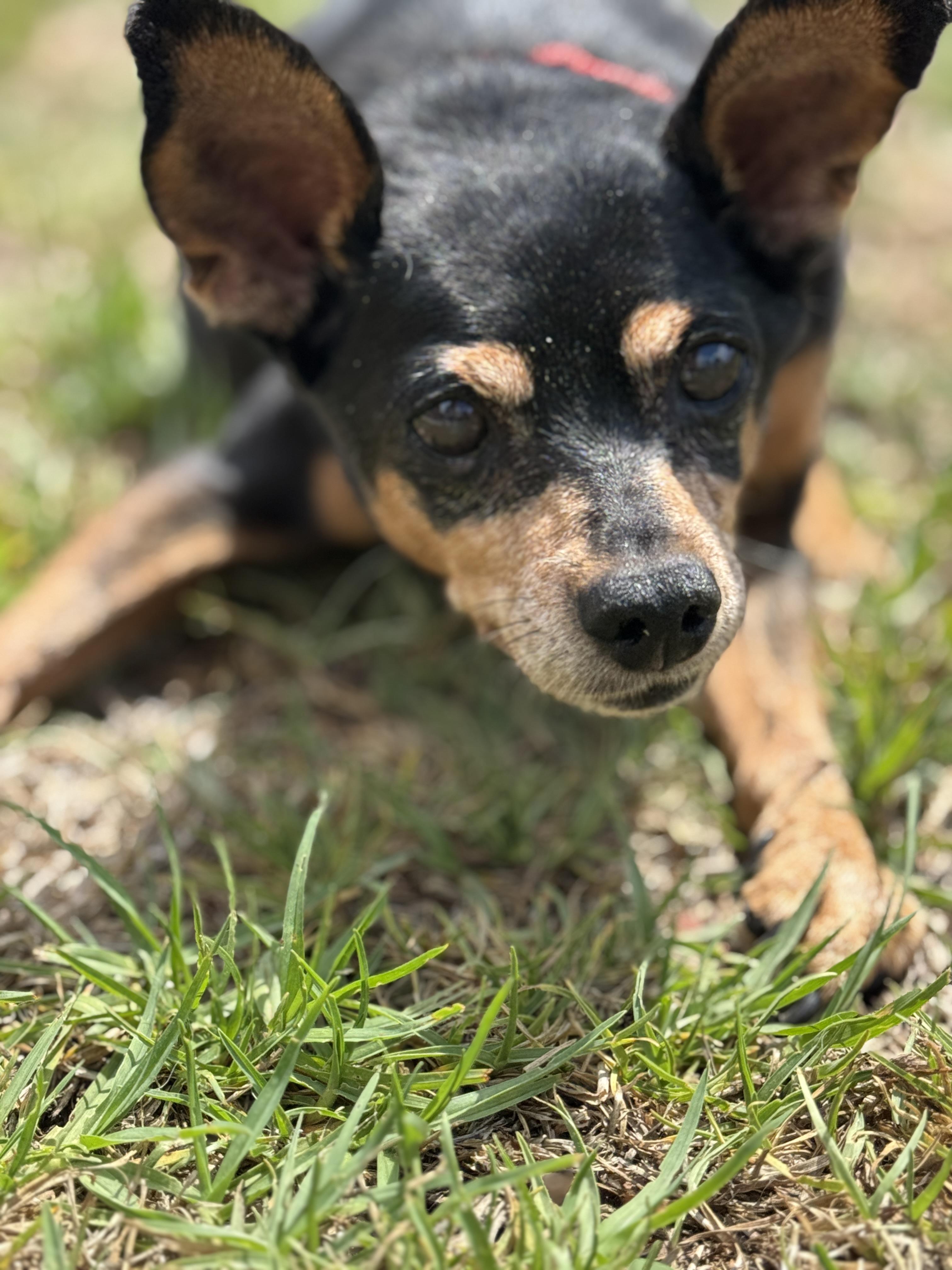 Phillipe, a Adoptable mixed breed in Murrieta, CA image 5/6