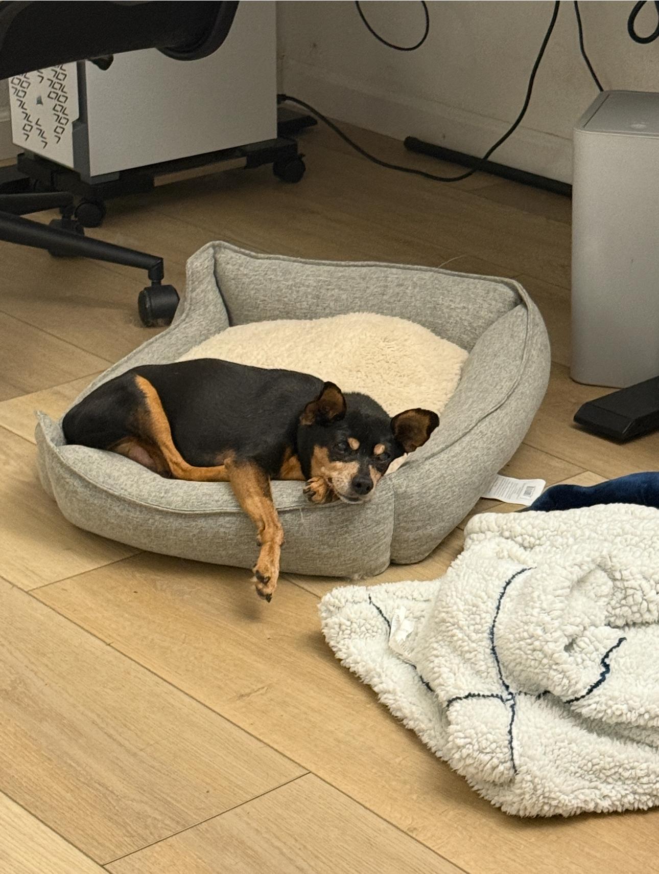 Phillipe, a Adoptable mixed breed in Murrieta, CA image 6/6