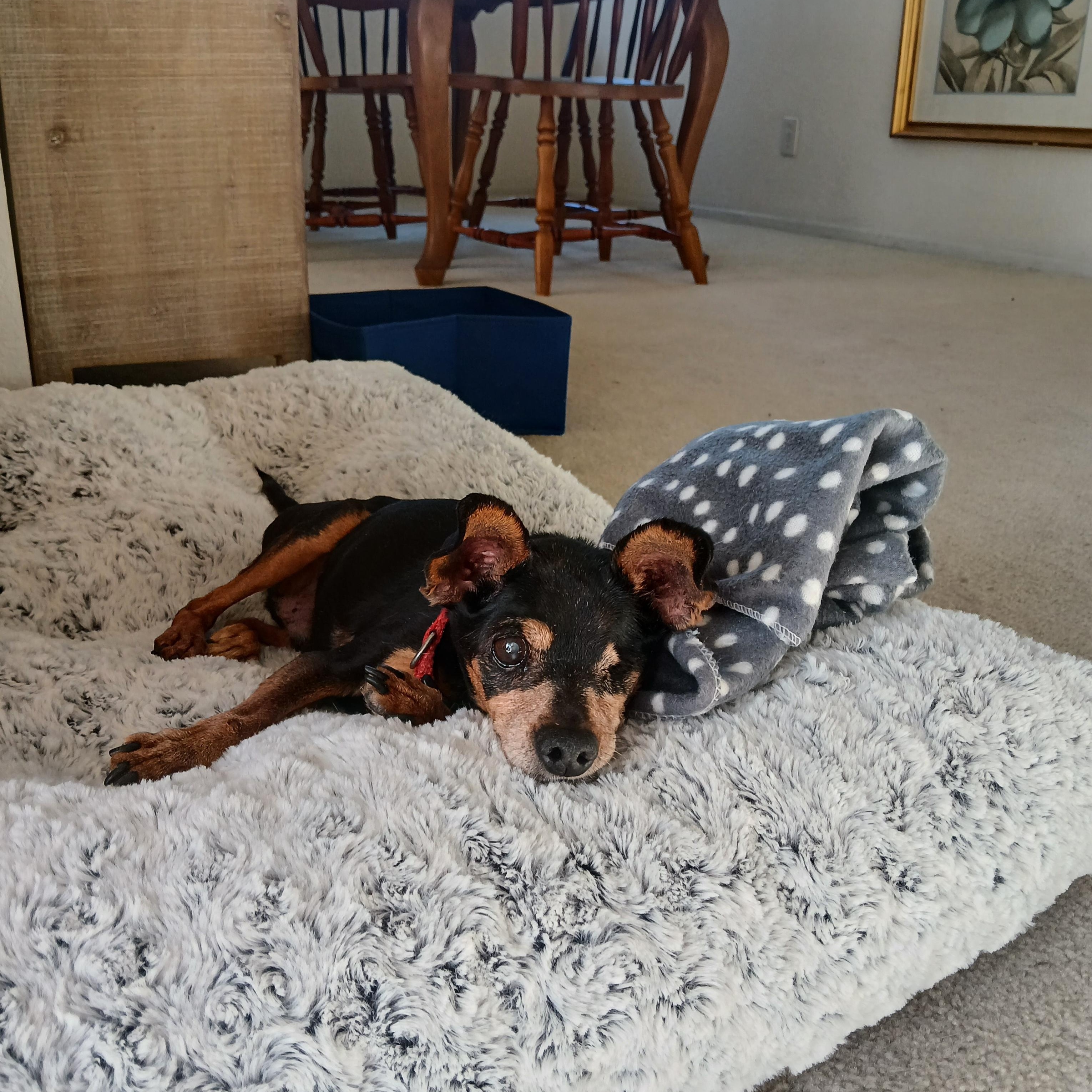 Enlarge Phillipe, a Adoptable mixed breed in Murrieta, CA image 1/2