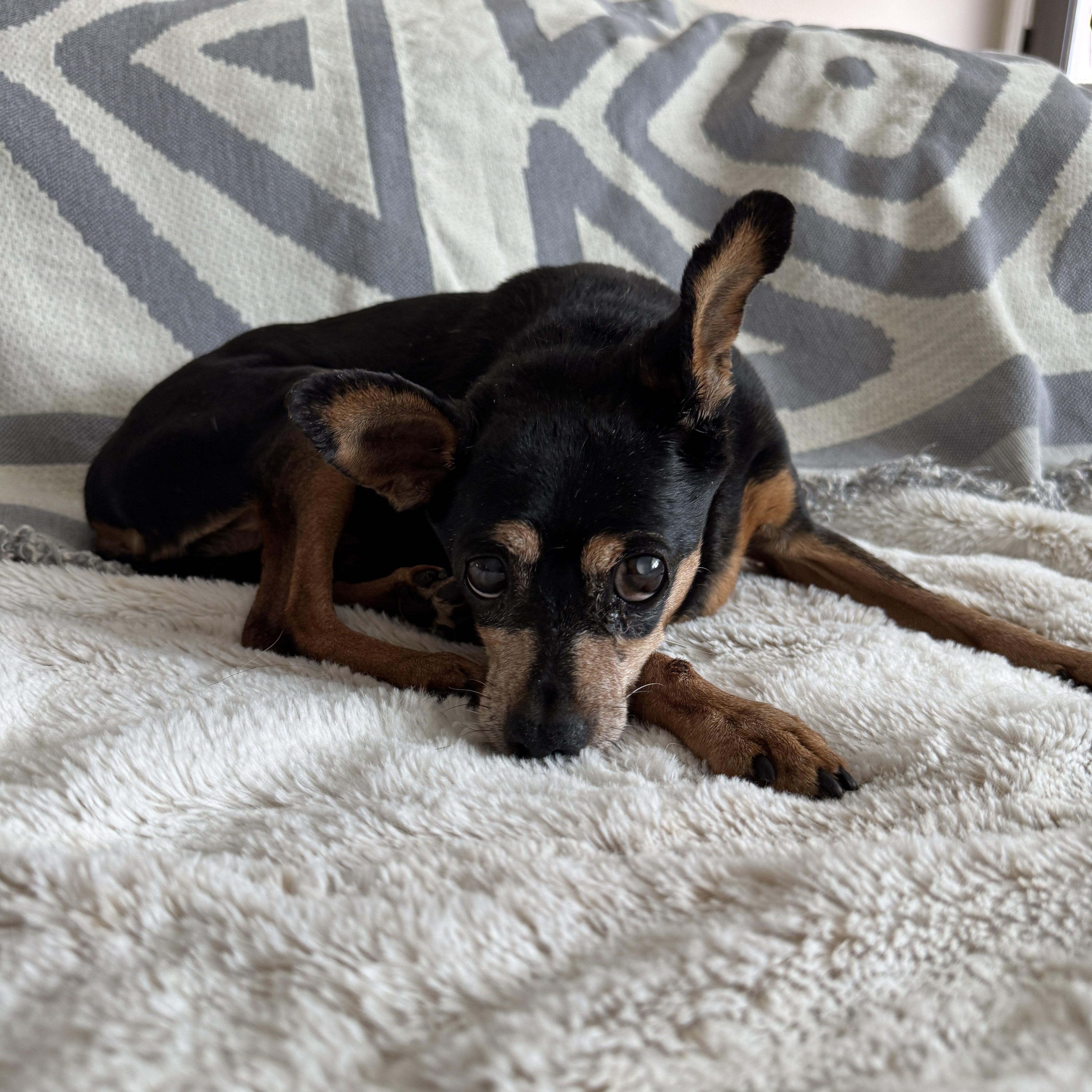 Phillipe, a Adoptable mixed breed in Murrieta, CA image 2/6