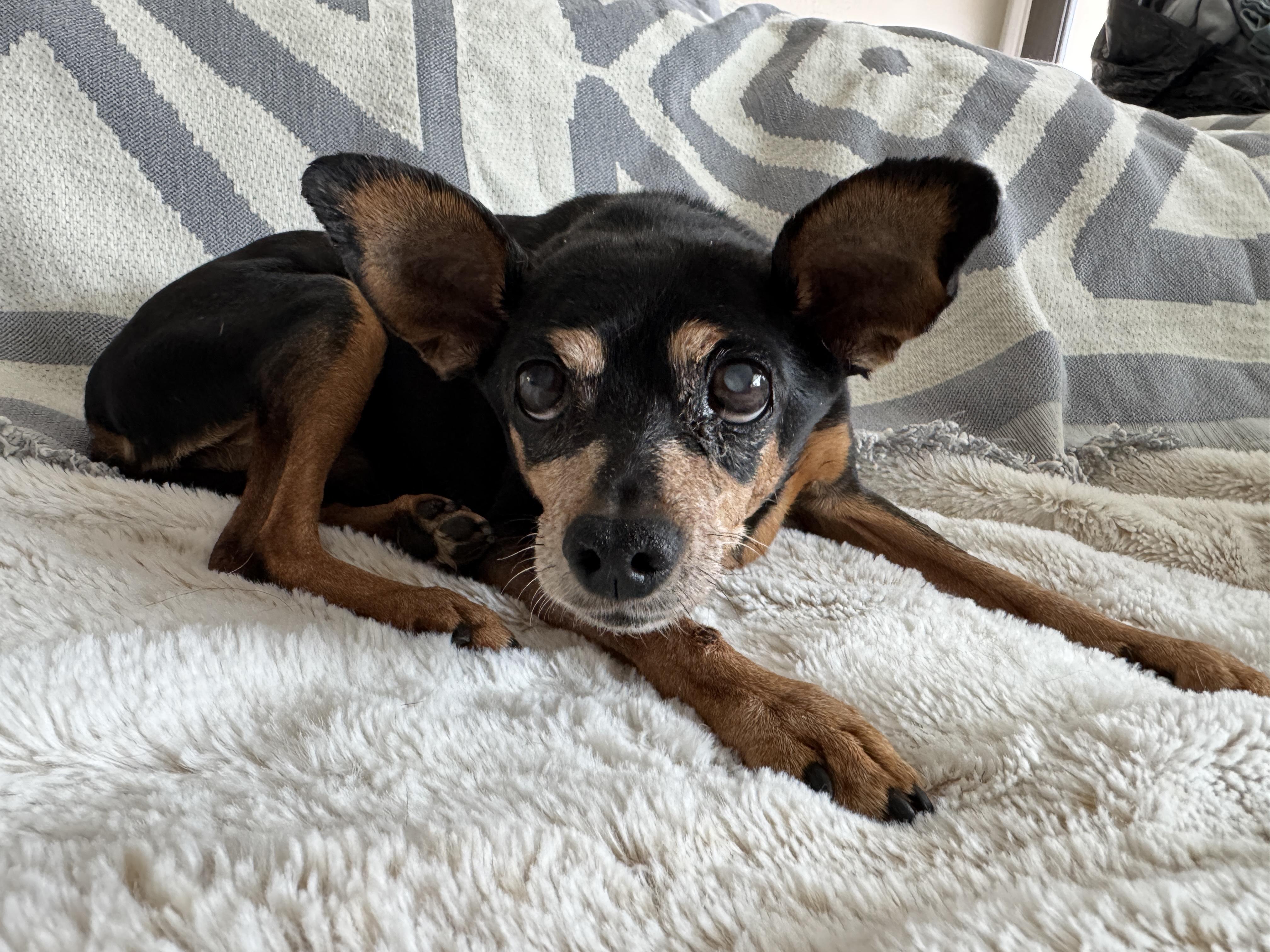 Phillipe, a Adoptable mixed breed in Murrieta, CA image 4/6