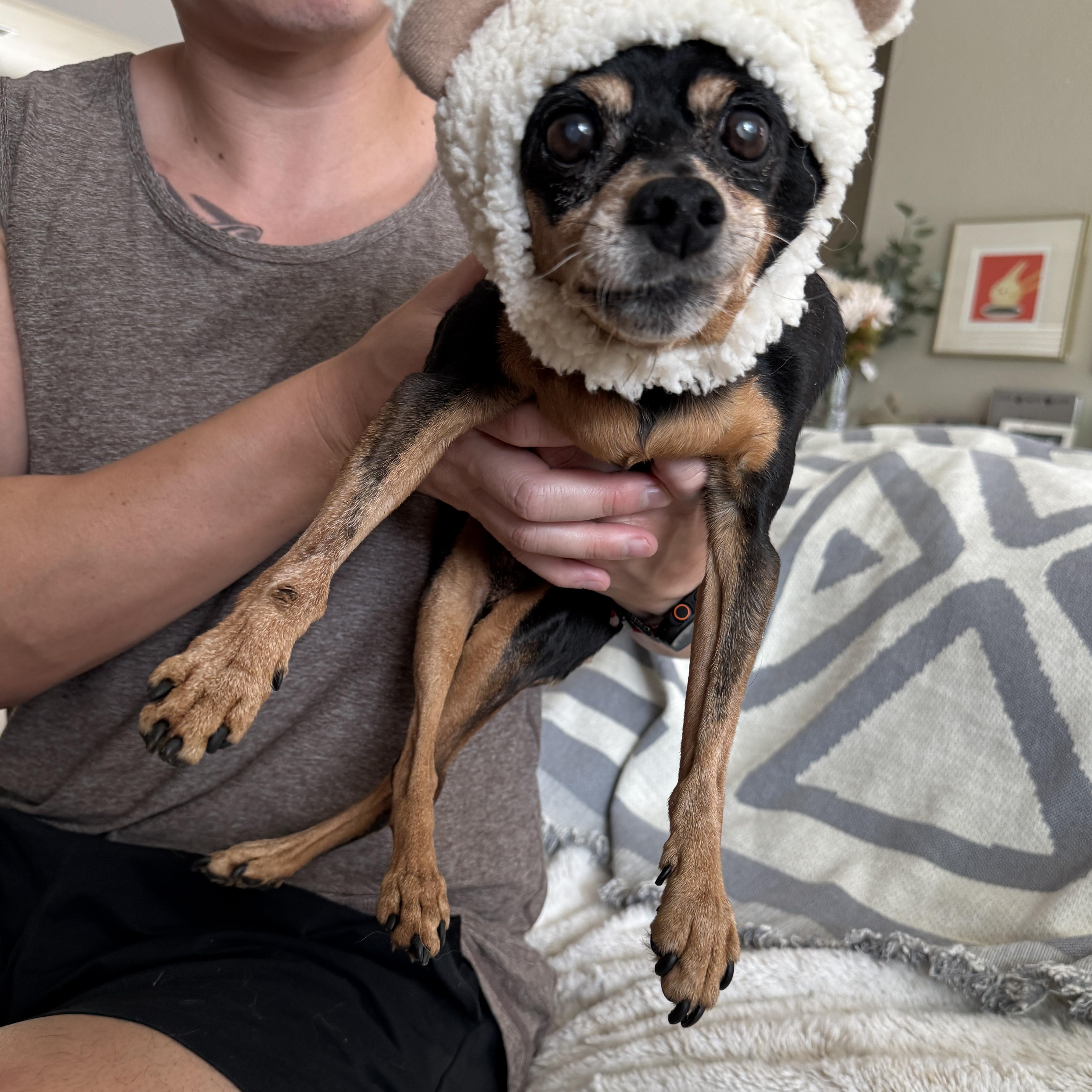 Phillipe, a Adoptable mixed breed in Murrieta, CA image 3/6