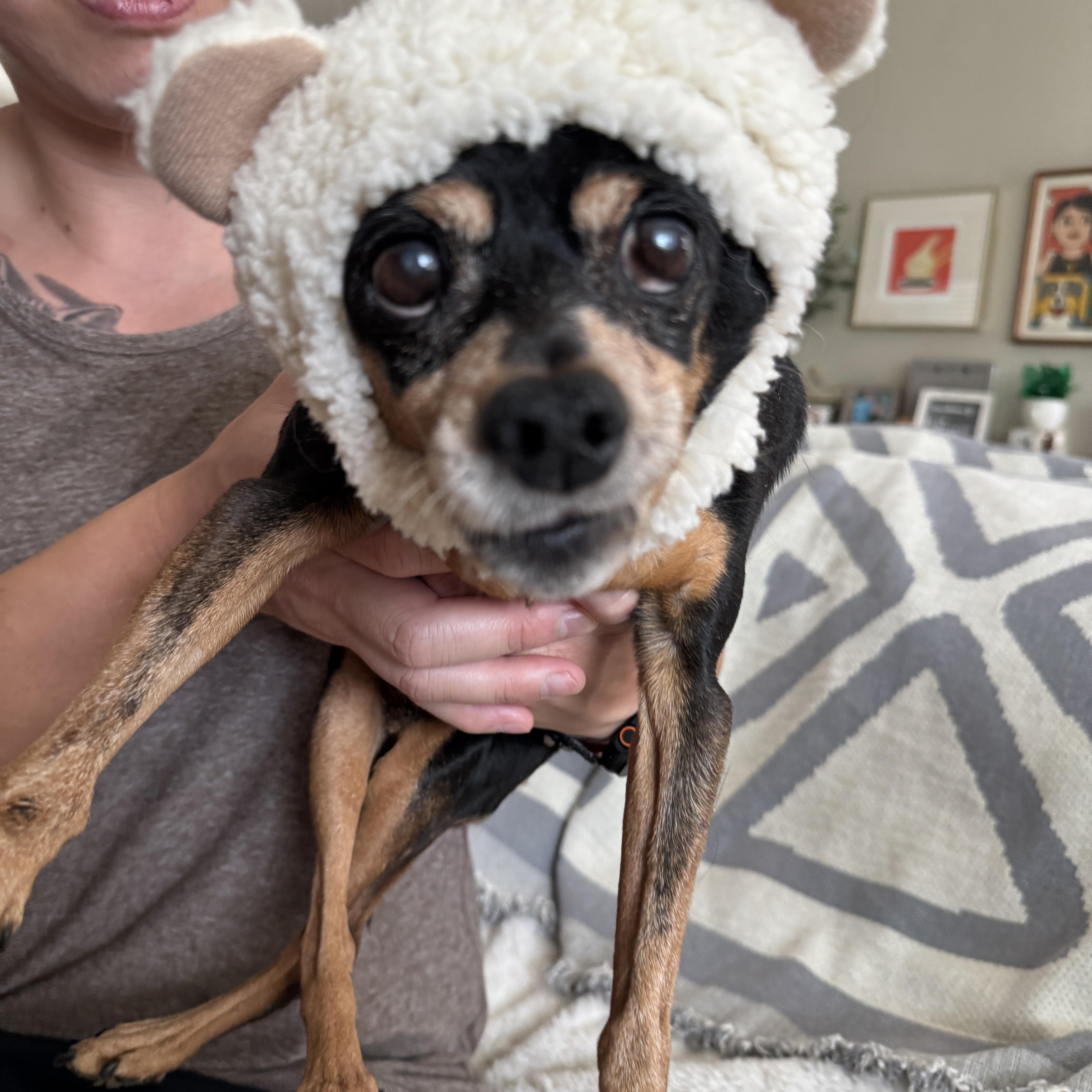 Phillipe, Adoptable, Senior Male Miniature Pinscher & Chihuahua.