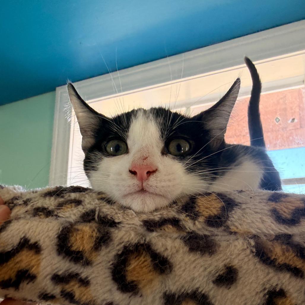 Crockett, Adoptable, Kitten Male Domestic Short Hair.