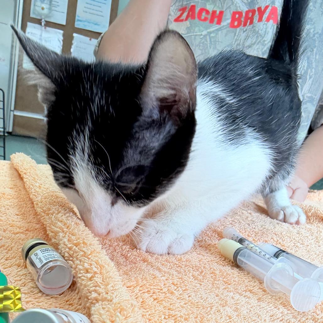 Enlarge Crockett, a Adoptable Domestic Short Hair in West Point, MS image 2/4