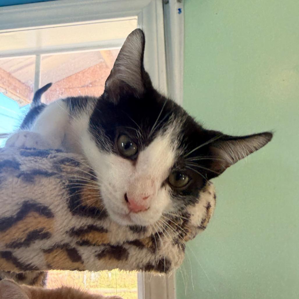 Enlarge Crockett, a Adoptable Domestic Short Hair in West Point, MS image 3/4