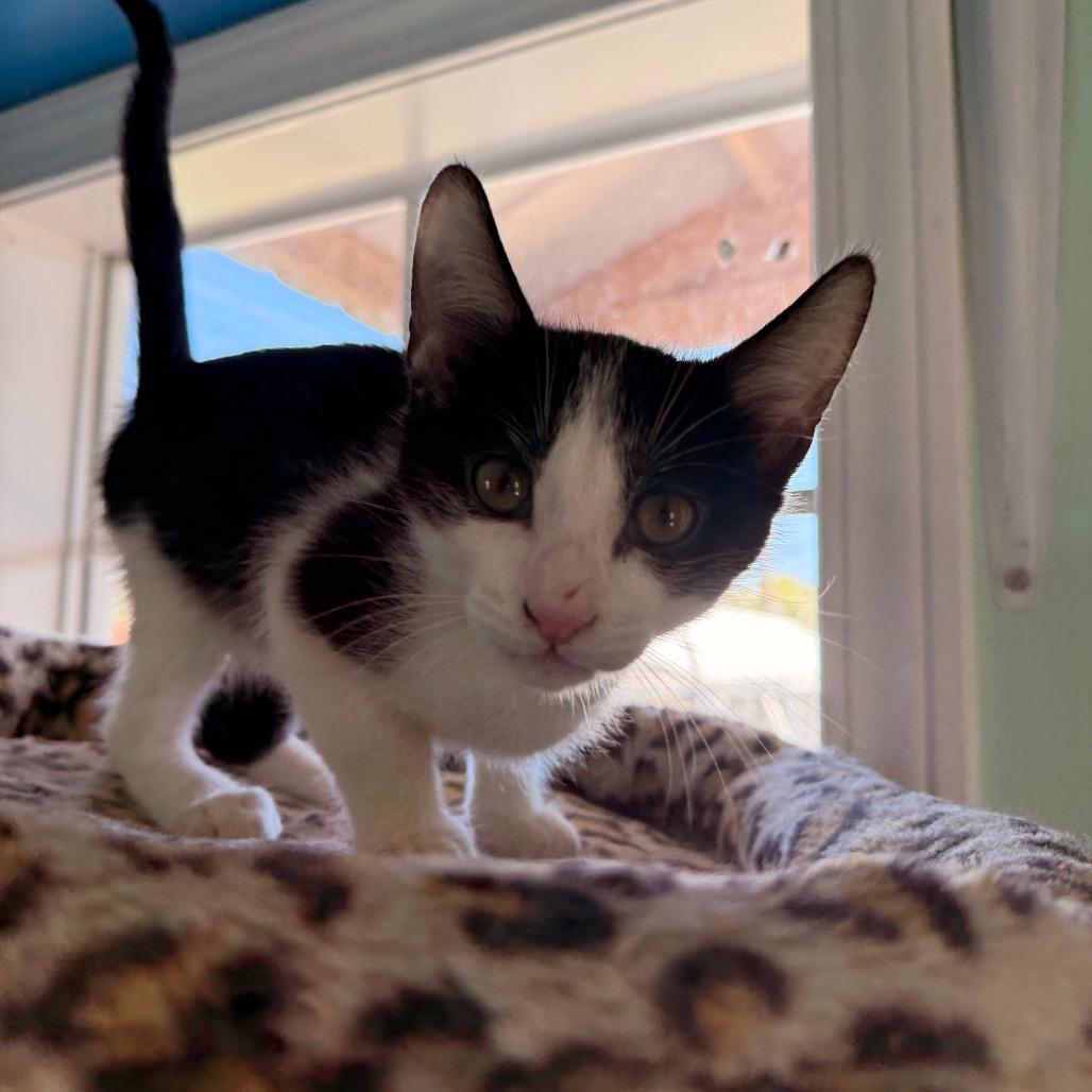 Enlarge Crockett, a Adoptable Domestic Short Hair in West Point, MS image 4/4