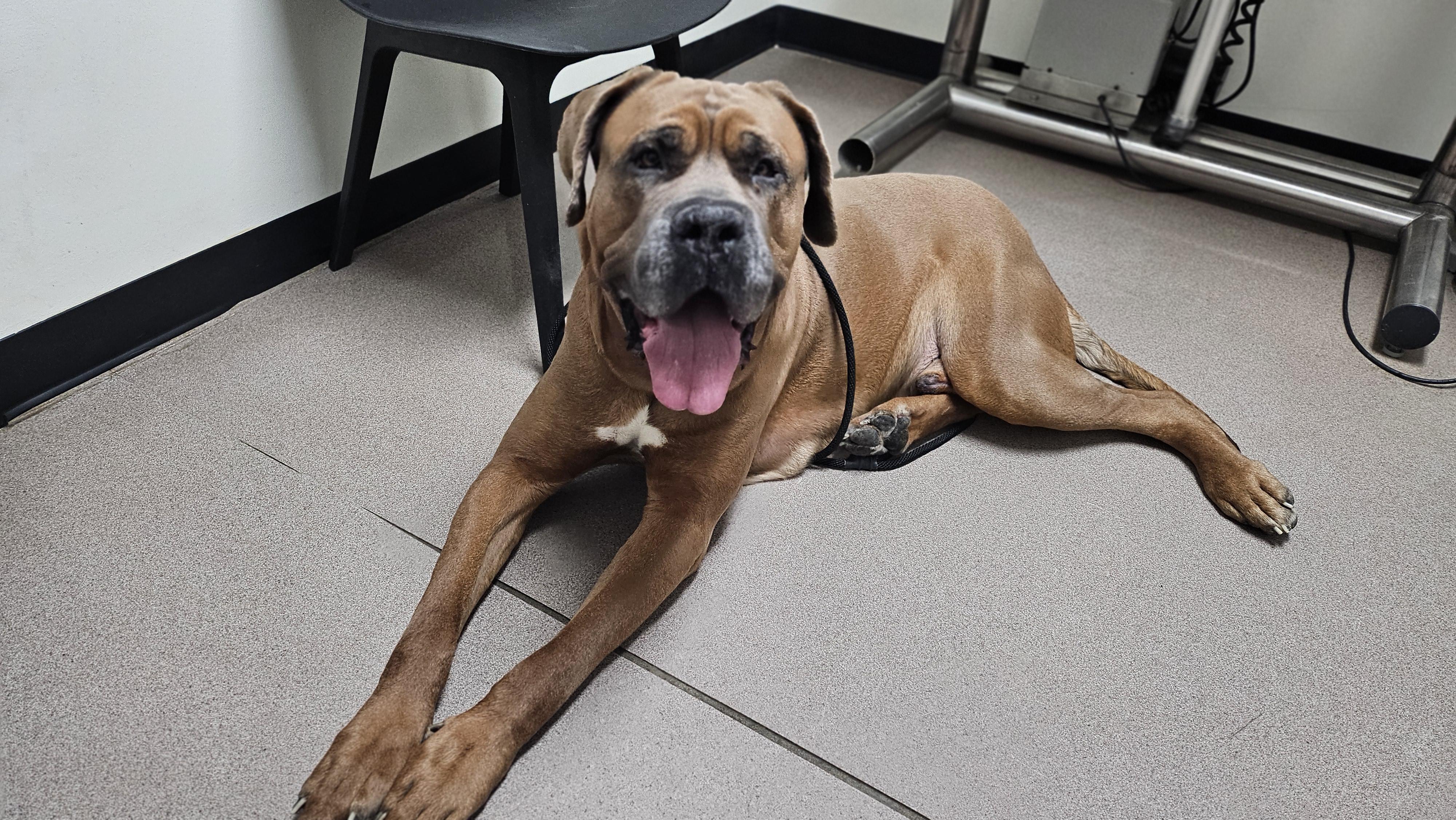 Enlarge Smoke, a ADOPTABLE mixed breed in Smithville, MO image 4/6