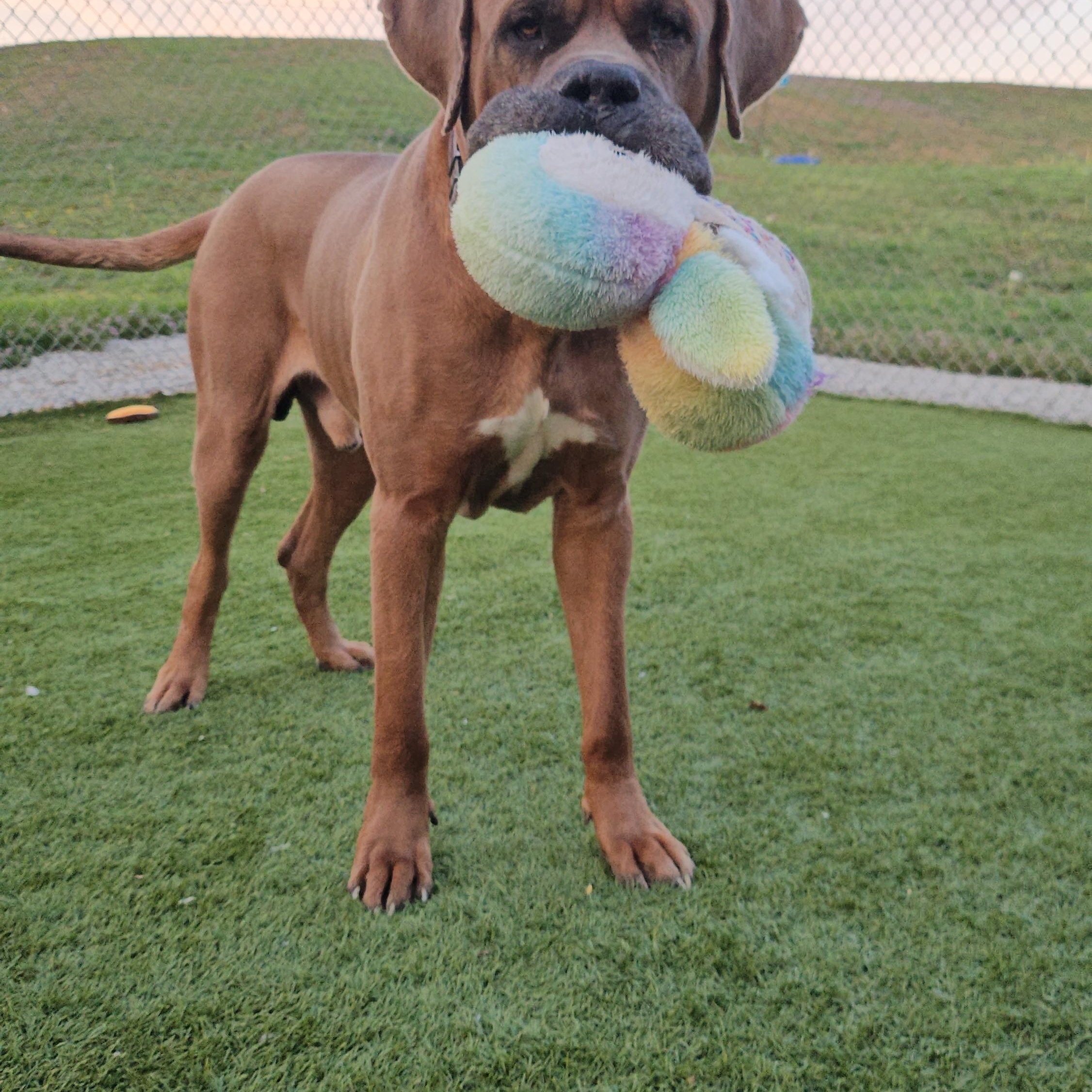 Enlarge Smoke, a ADOPTABLE mixed breed in Smithville, MO image 1/6
