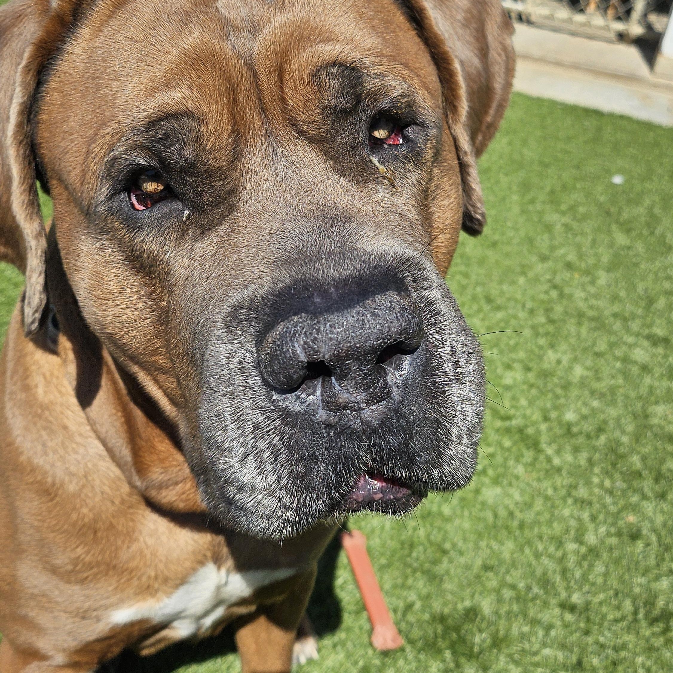 Enlarge Smoke, a ADOPTABLE mixed breed in Smithville, MO image 5/6