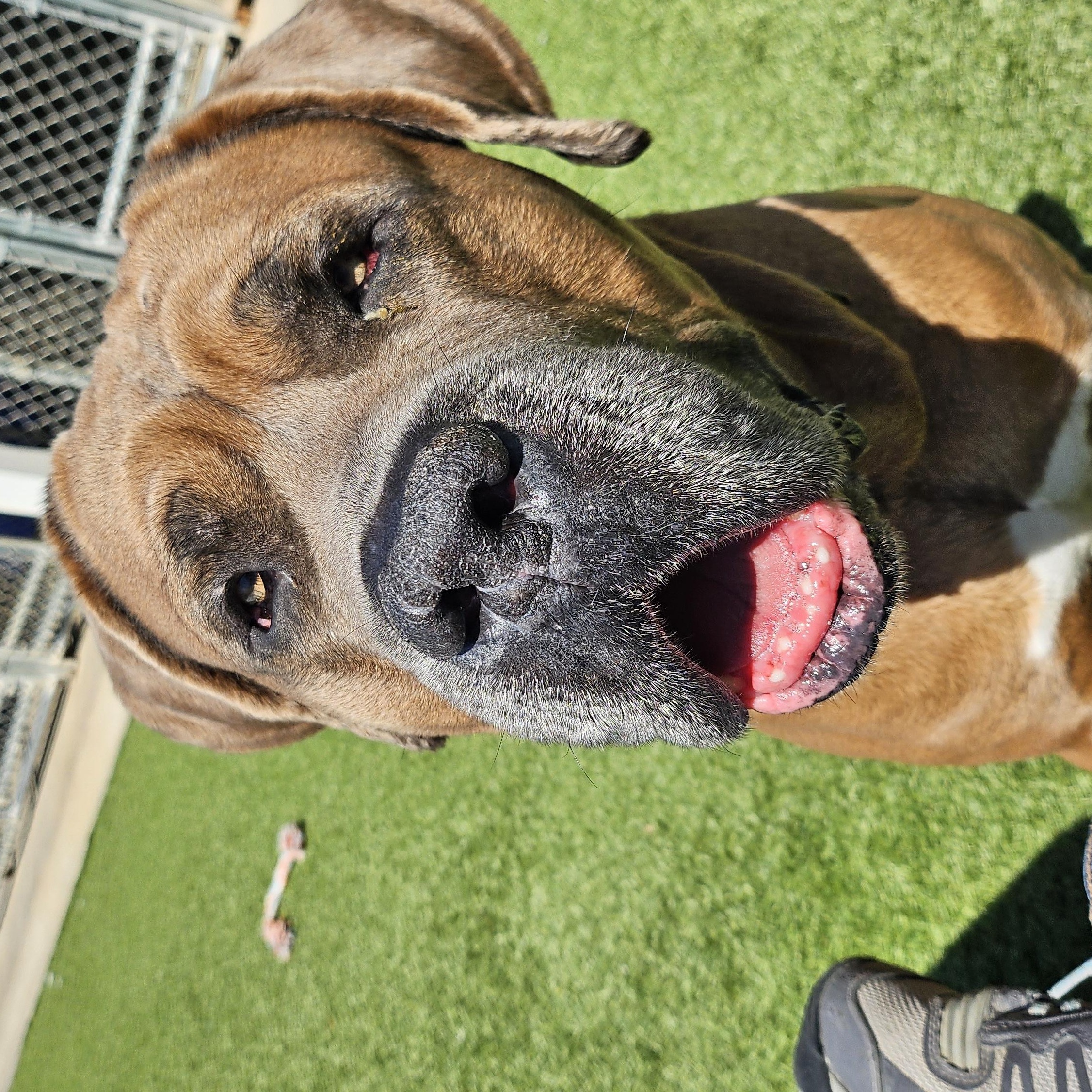 Enlarge Smoke, a ADOPTABLE mixed breed in Smithville, MO image 3/6