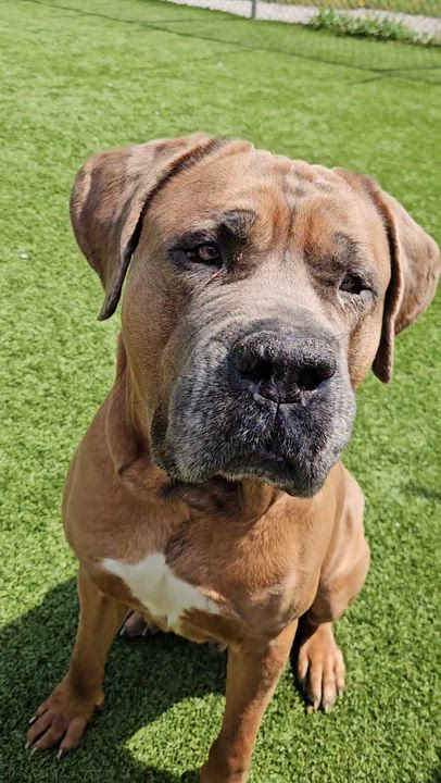 Enlarge Smoke, a ADOPTABLE mixed breed in Smithville, MO video 2/6