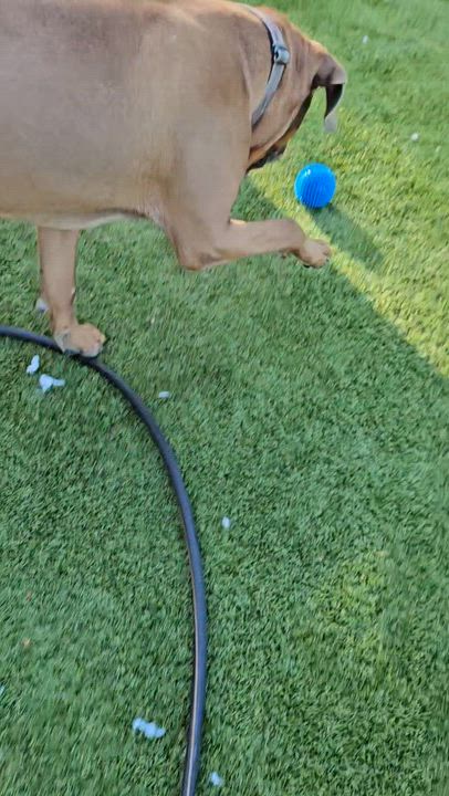 Enlarge Smoke, a ADOPTABLE mixed breed in Smithville, MO video 6/6