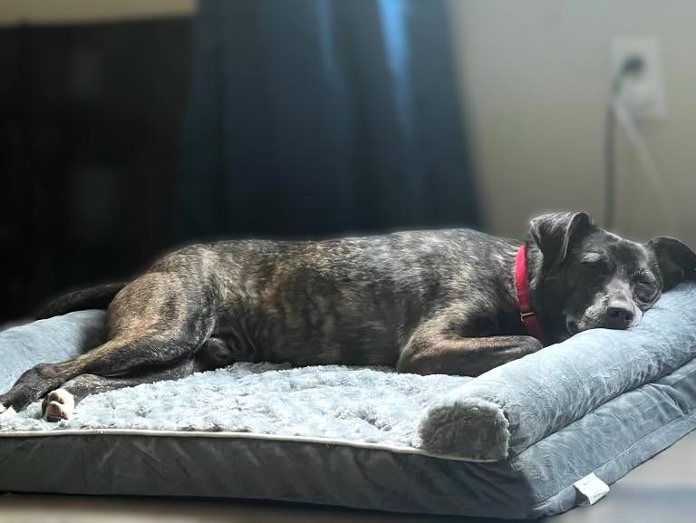 Enlarge Luca, a Adoptable Mixed Breed in New Albany, OH image 6/6