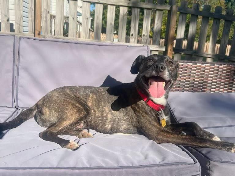 Enlarge Luca, a Adoptable Mixed Breed in New Albany, OH image 1/6