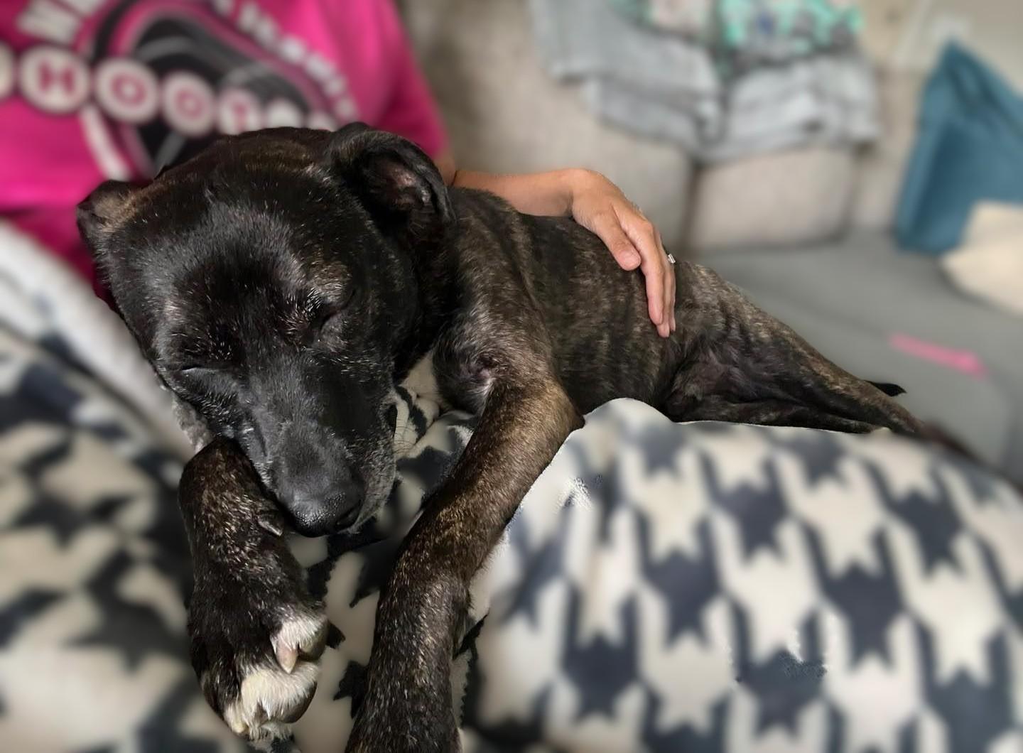 Enlarge Luca, a Adoptable Mixed Breed in New Albany, OH image 2/6