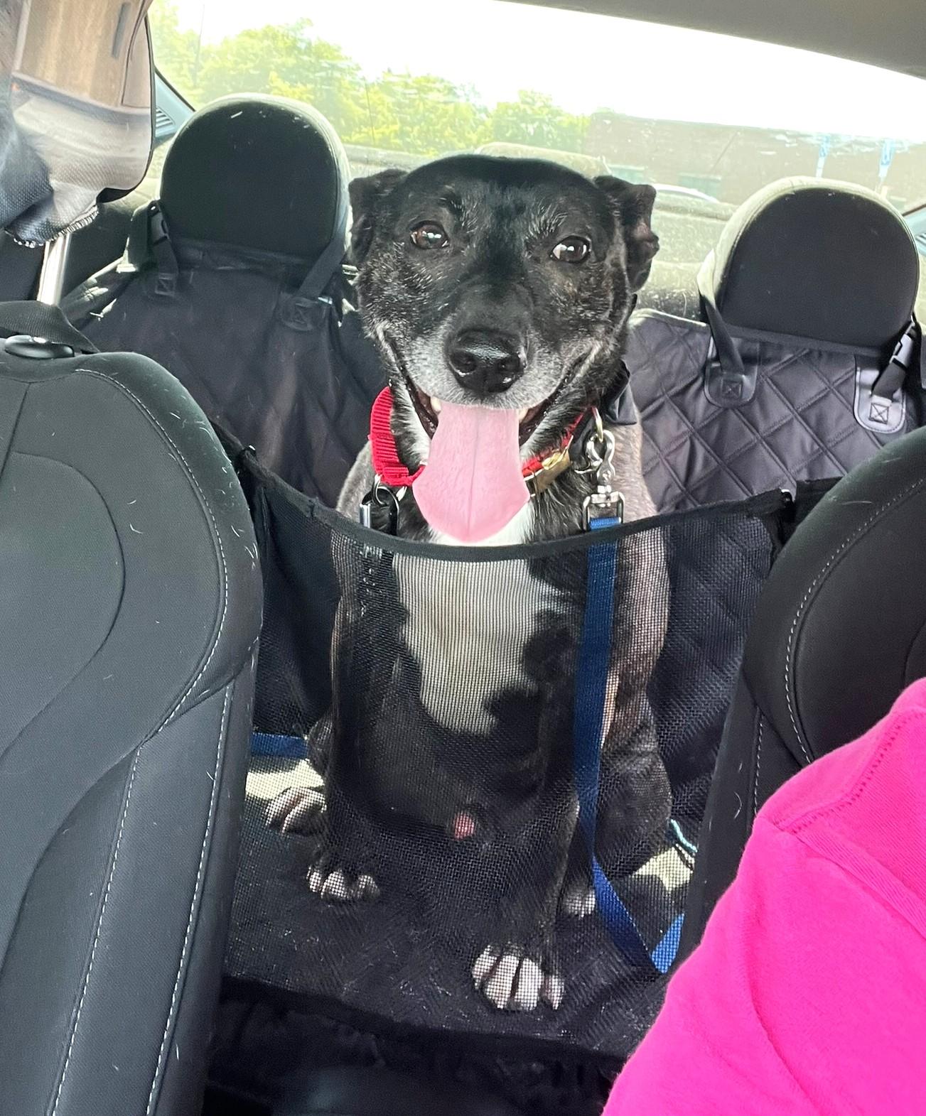 Enlarge Luca, a Adoptable Mixed Breed in New Albany, OH image 5/6