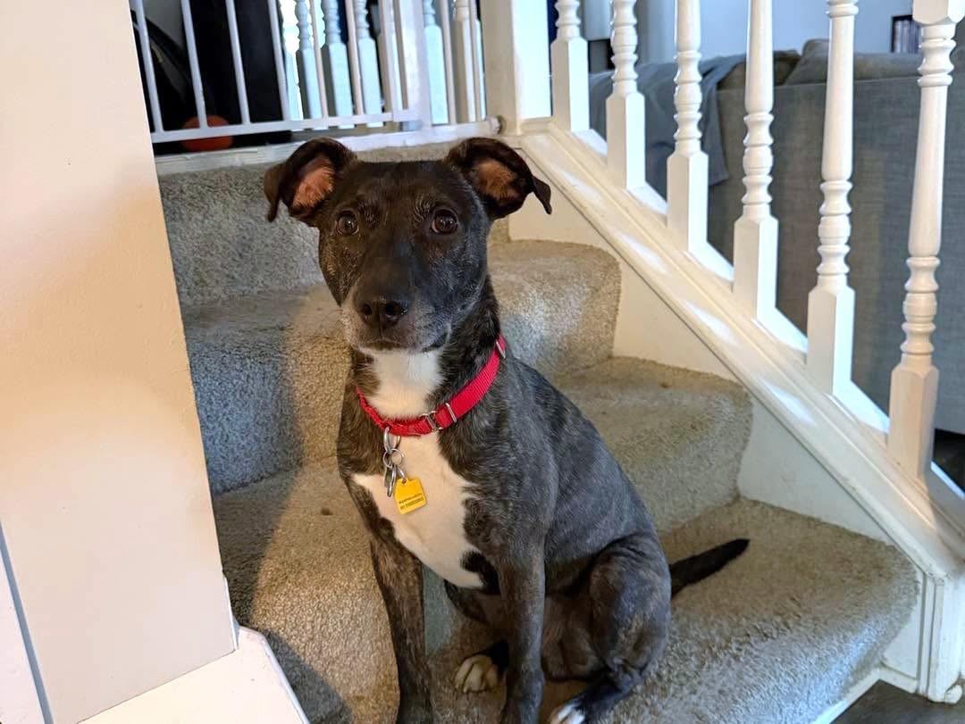 Enlarge Luca, a Adoptable Mixed Breed in New Albany, OH image 3/6