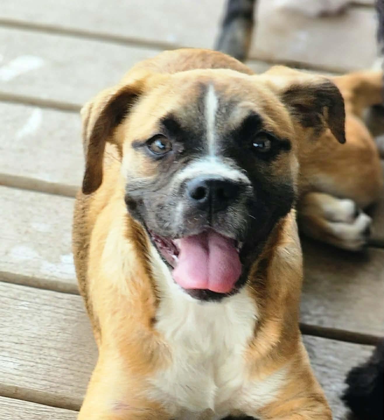 Enlarge Hopscotch , a Adoptable mixed breed in Pittsburgh, PA image 1/6
