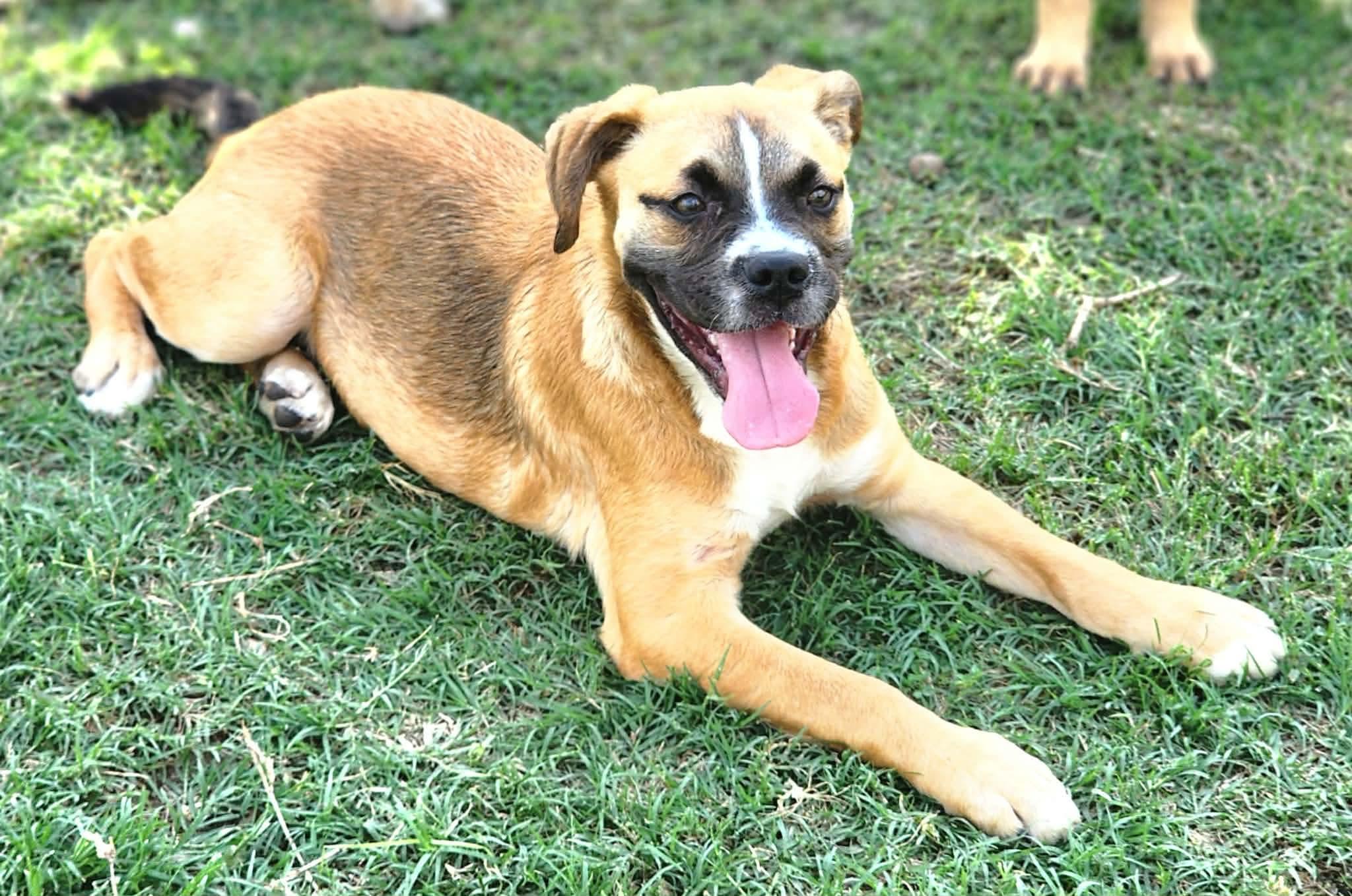 Enlarge Hopscotch , a Adoptable mixed breed in Pittsburgh, PA image 2/6