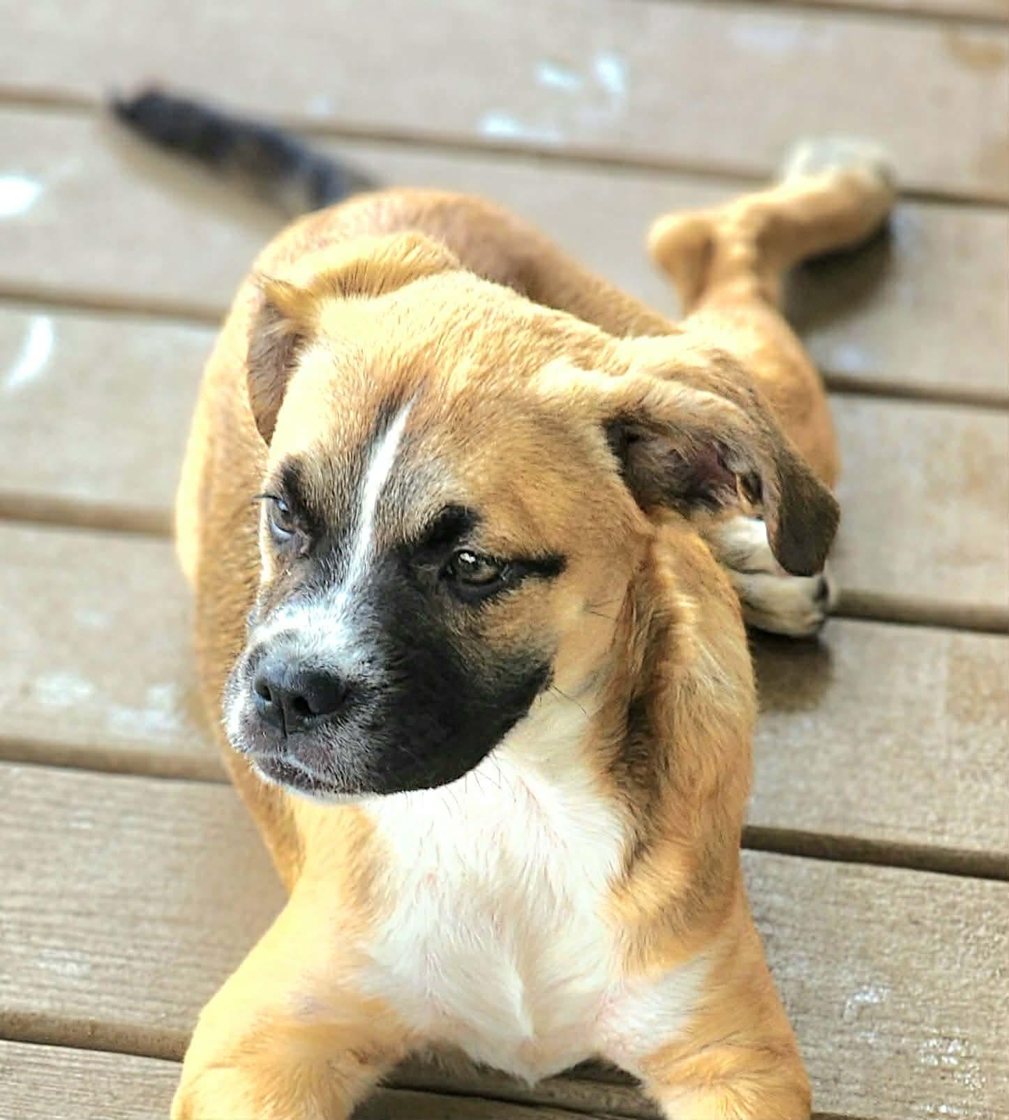 Enlarge Hopscotch , a Adoptable mixed breed in Pittsburgh, PA image 4/6