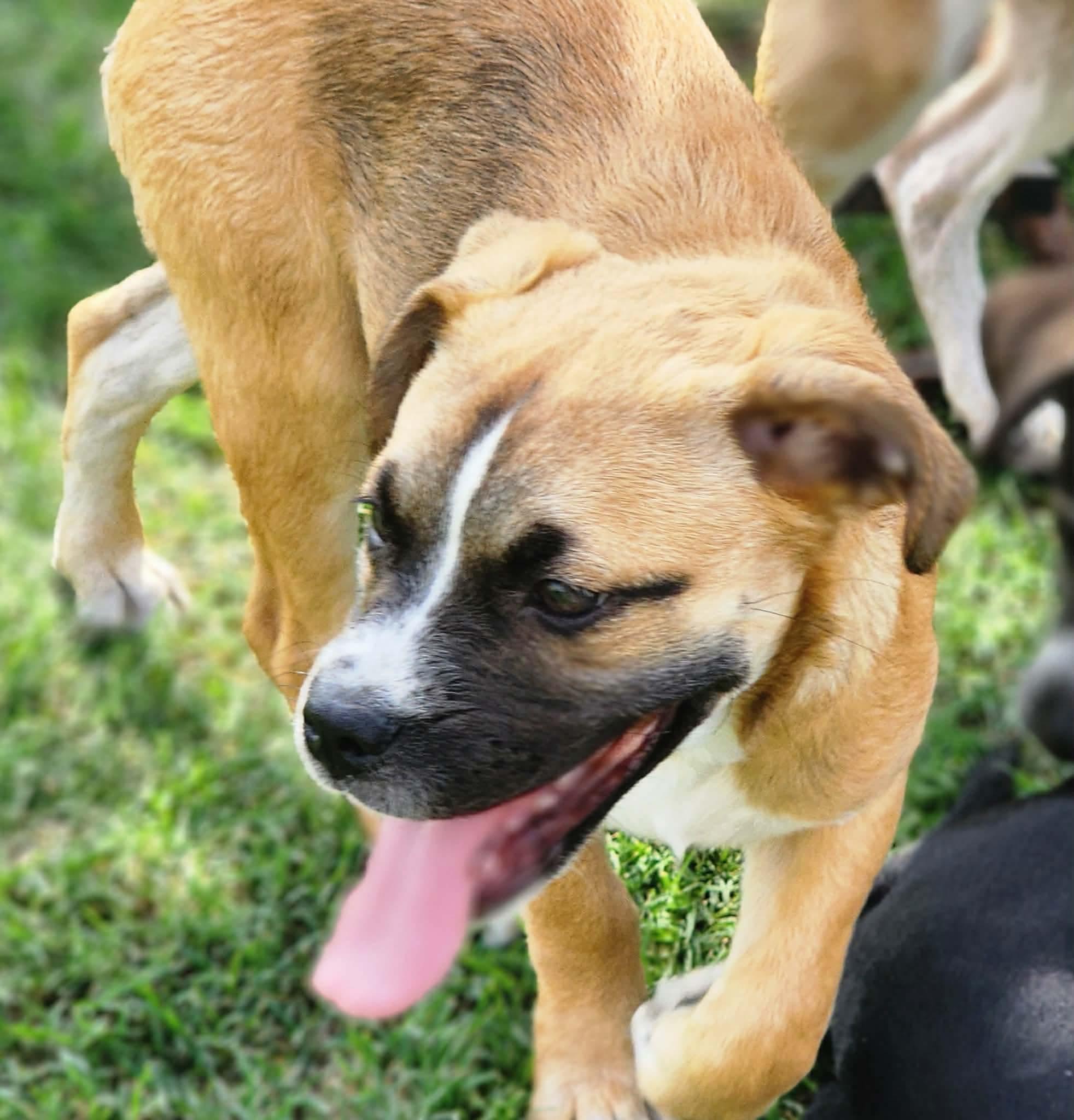 Enlarge Hopscotch , a Adoptable mixed breed in Pittsburgh, PA image 6/6