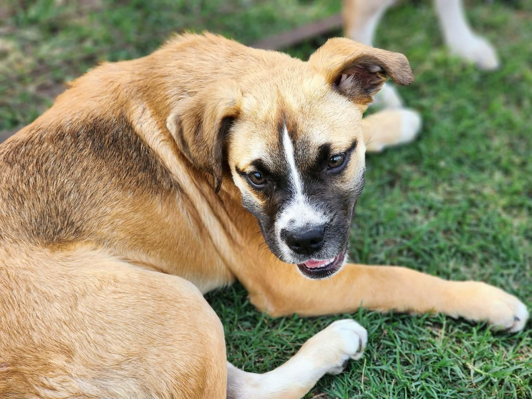 Enlarge Hopscotch , a Adoptable mixed breed in Pittsburgh, PA image 5/6