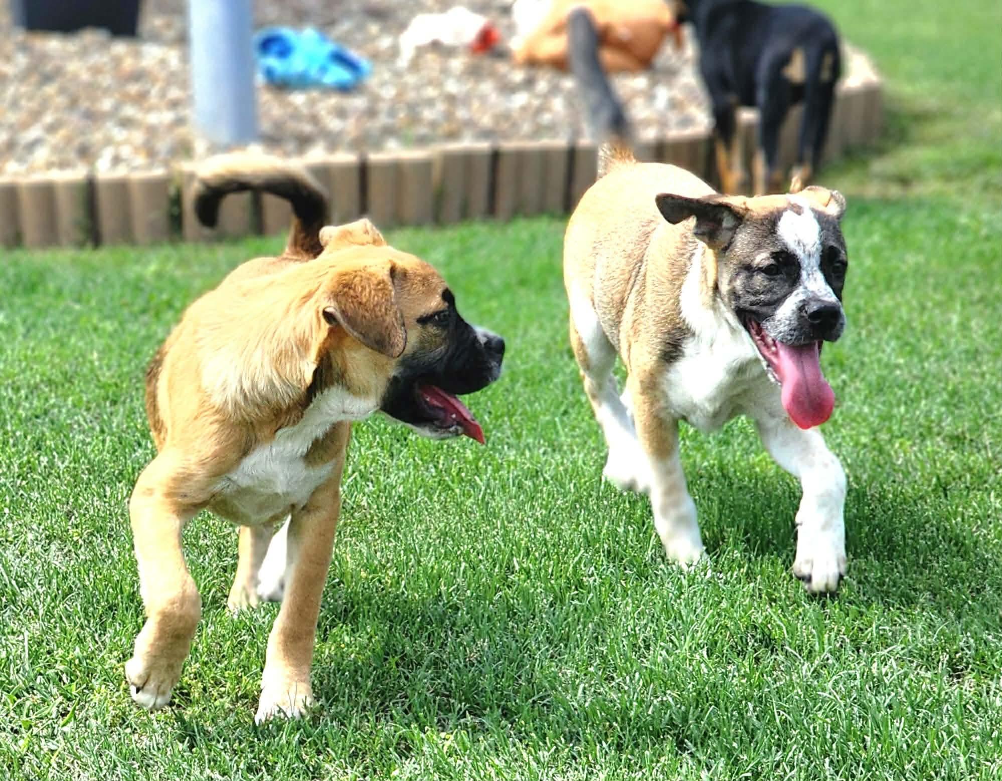 Enlarge Hopscotch , a Adoptable mixed breed in Pittsburgh, PA image 3/6